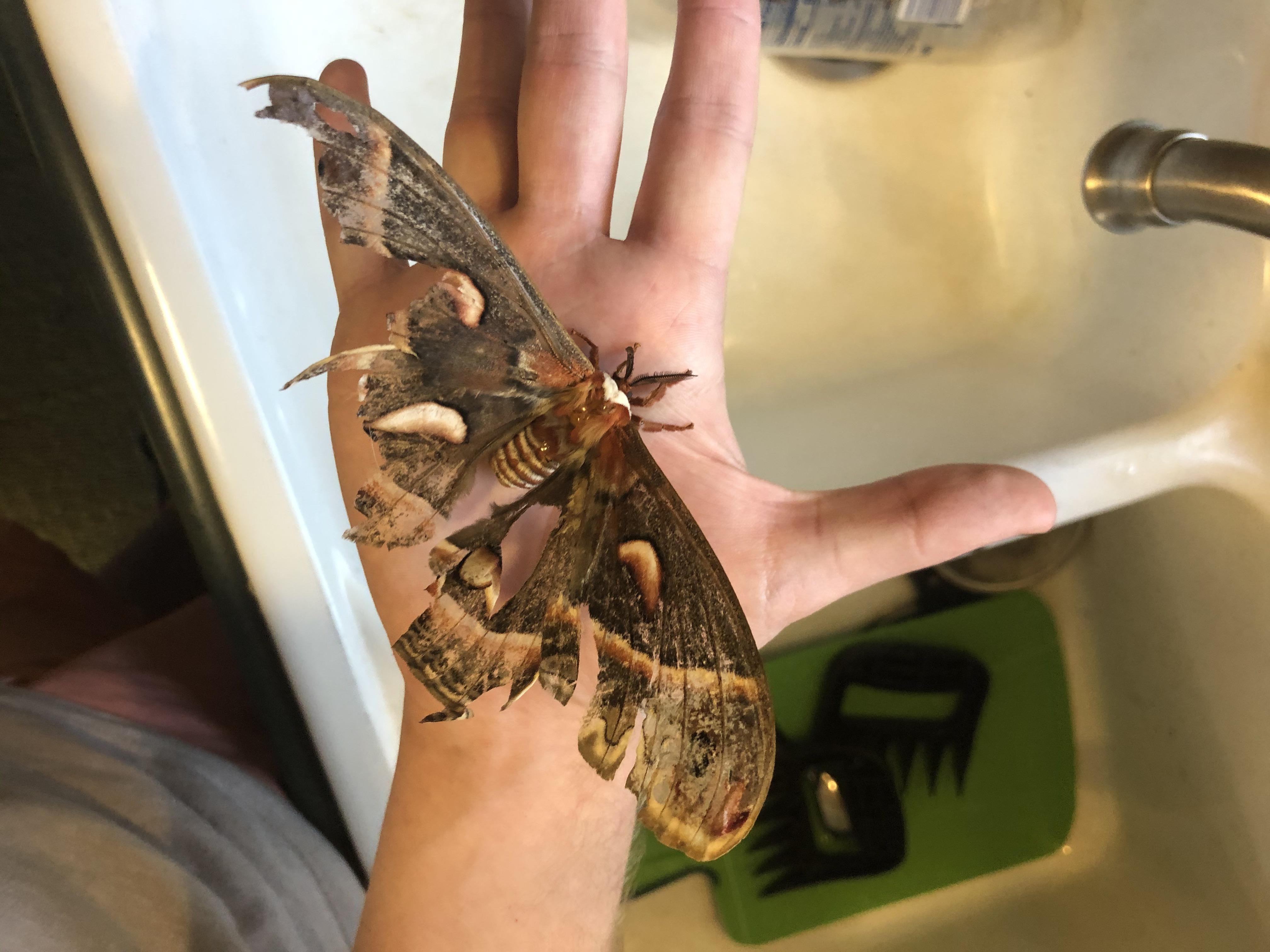 Some sort of large moth that a cat was too rough with r/whatsthisbug