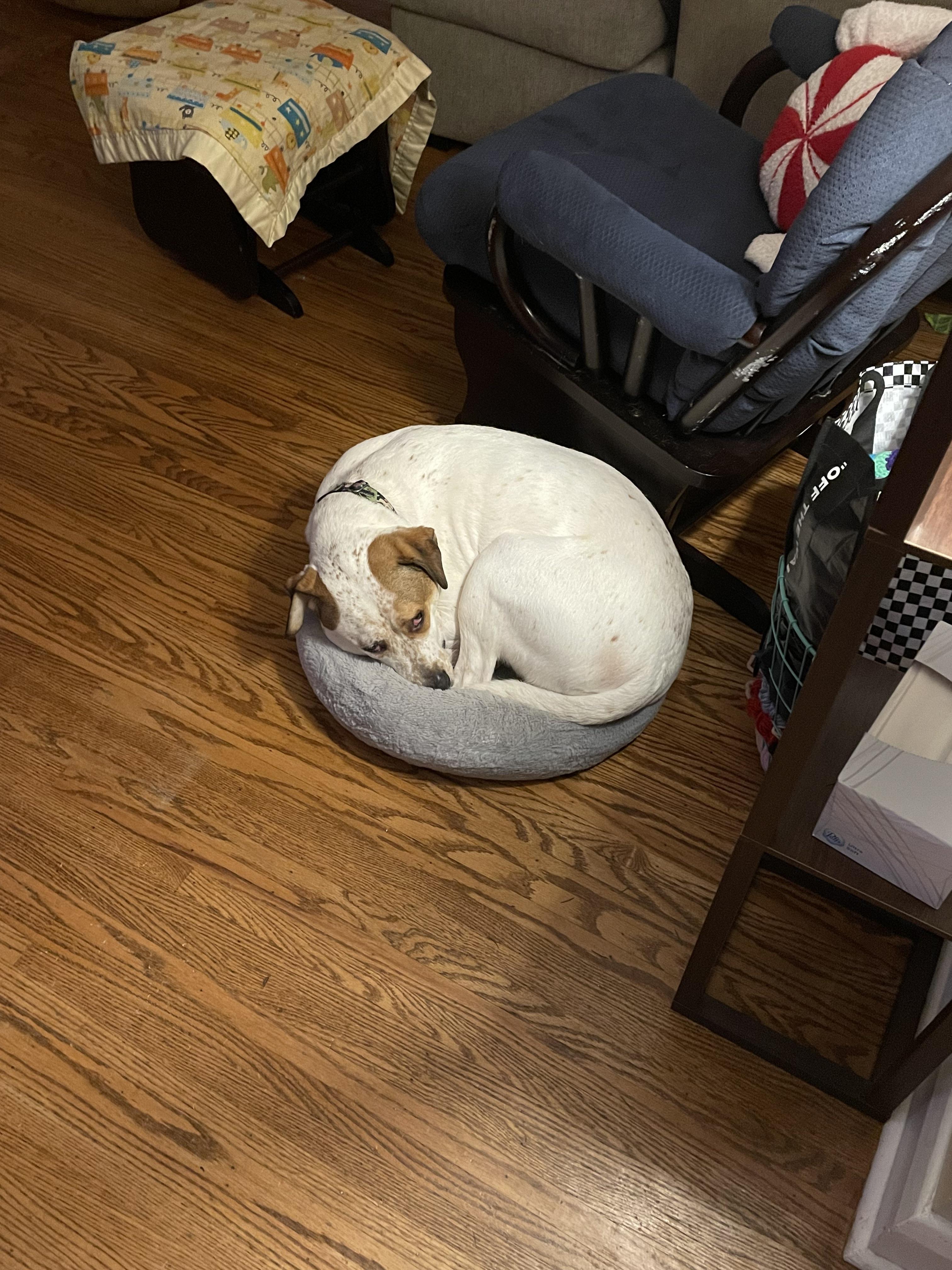 Big dog small bed r/cute