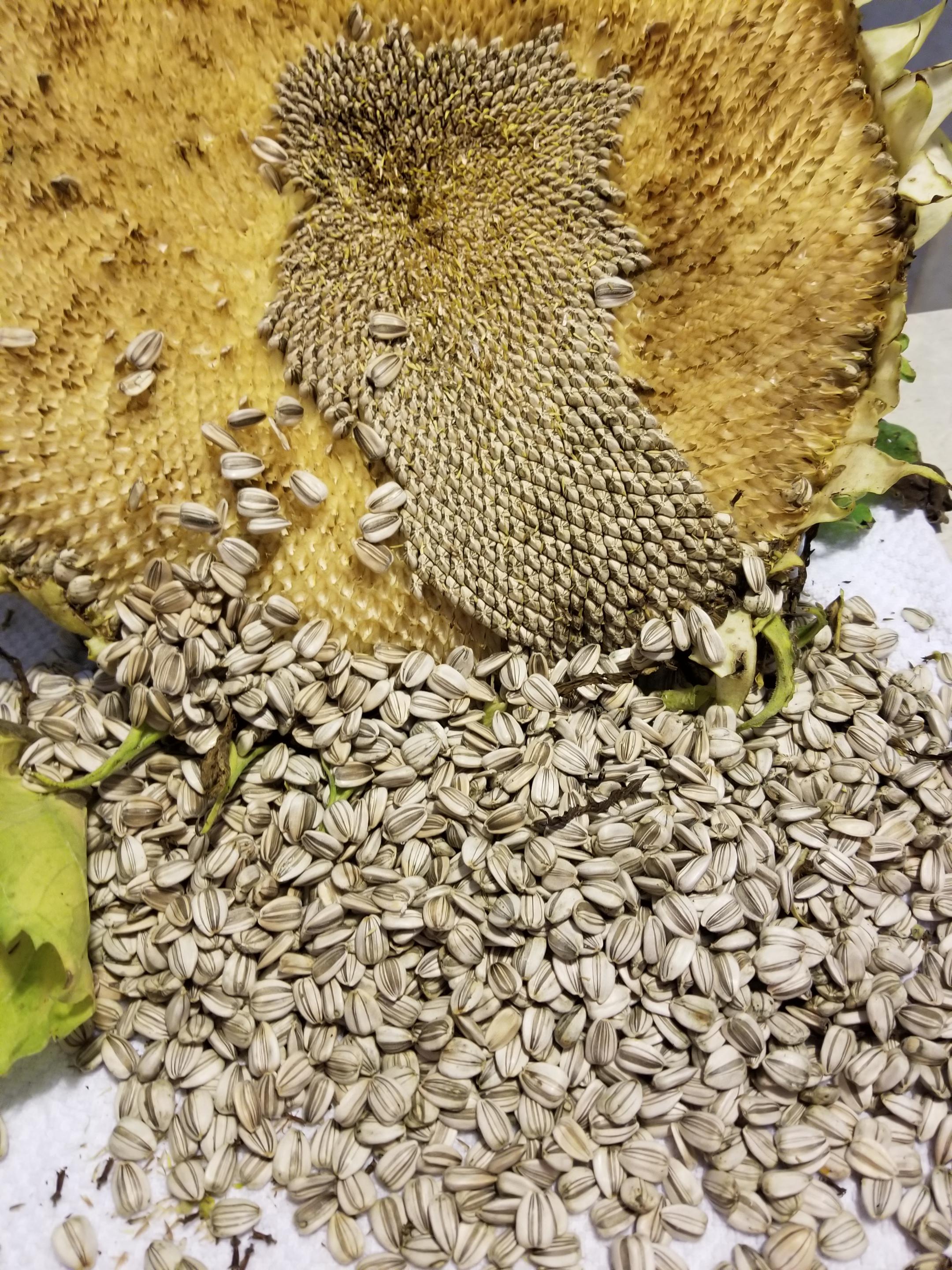 Harvesting some sunflower seeds from my mammoth sunflowers r/gardening