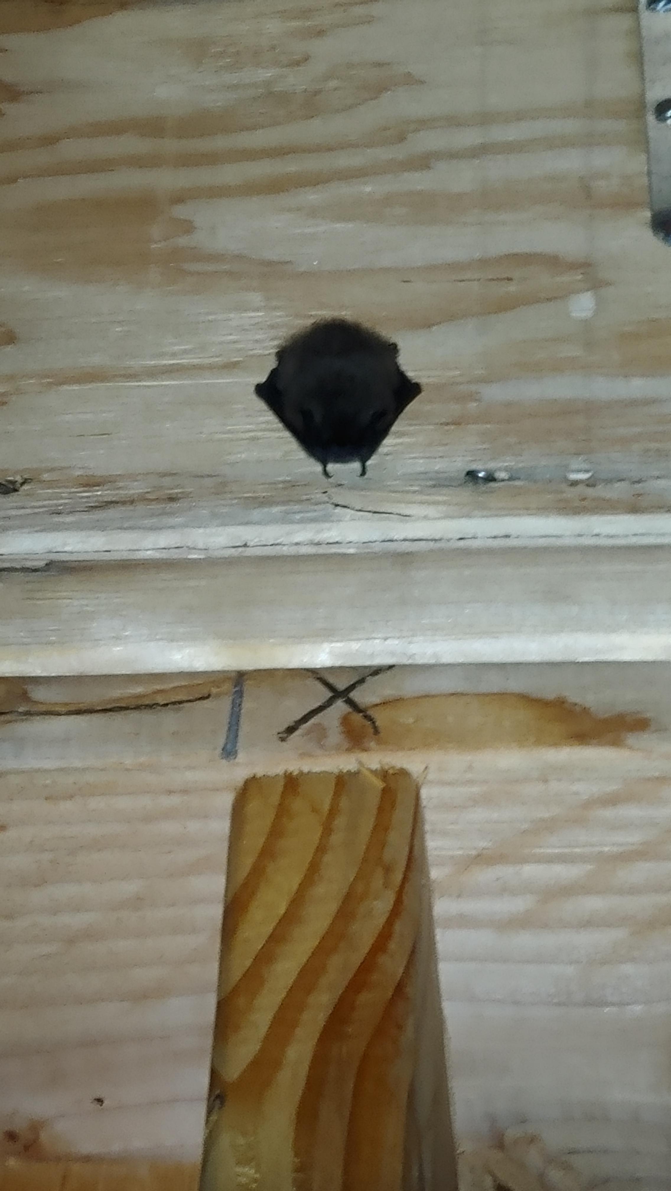 Found a bat work r/mildlyinteresting