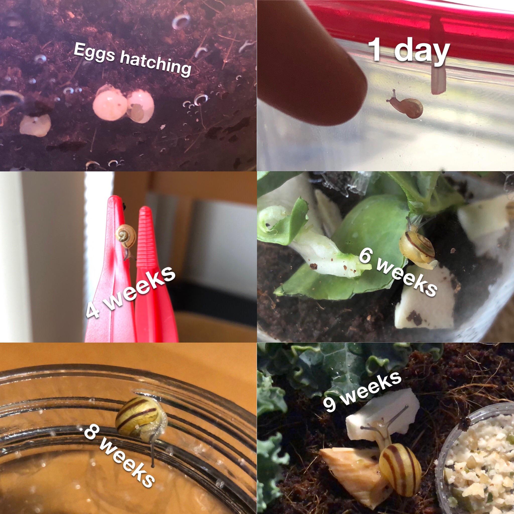 Timeline of snail babies r/snails