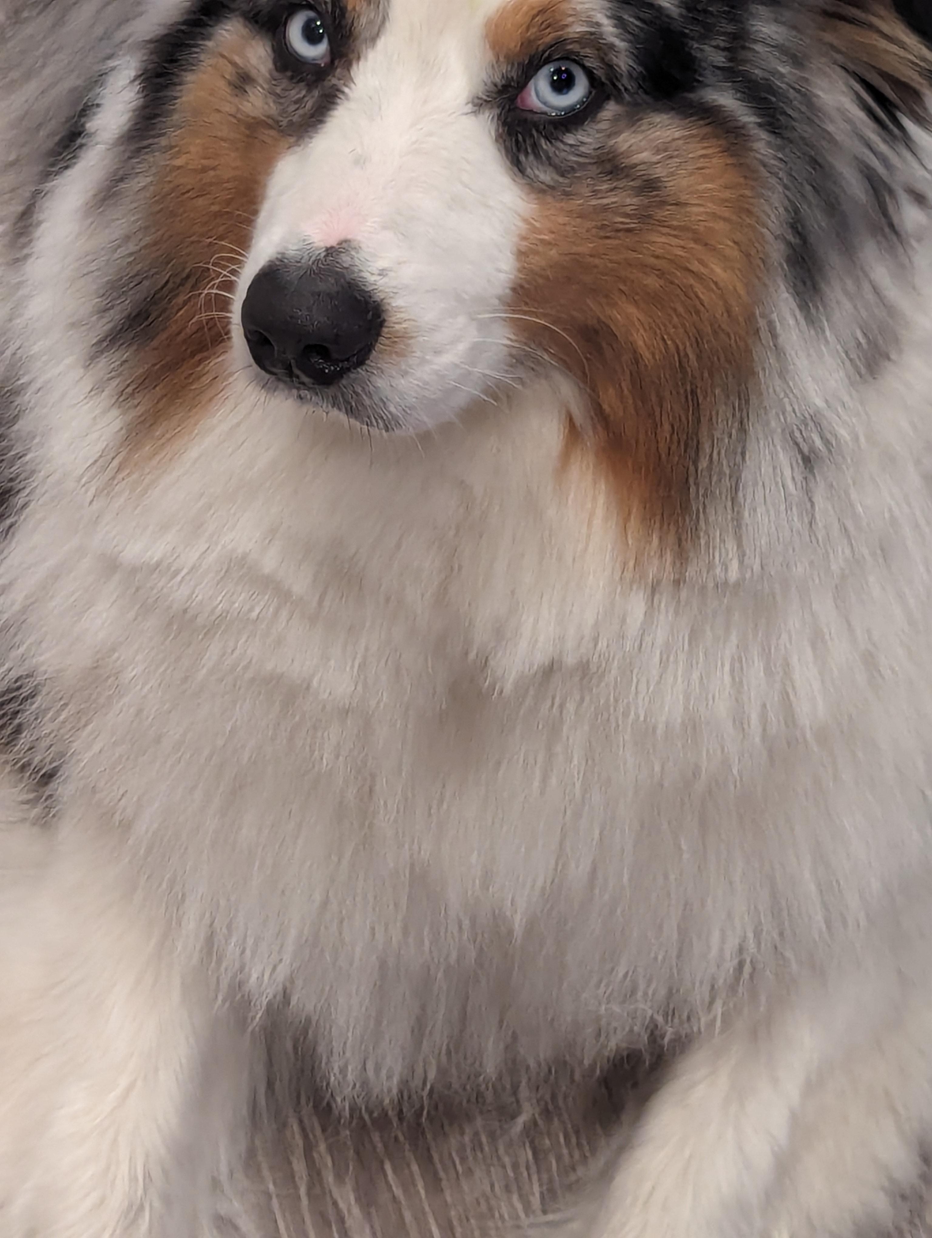 How do I trim my dog's hair without forming these cut marks? r