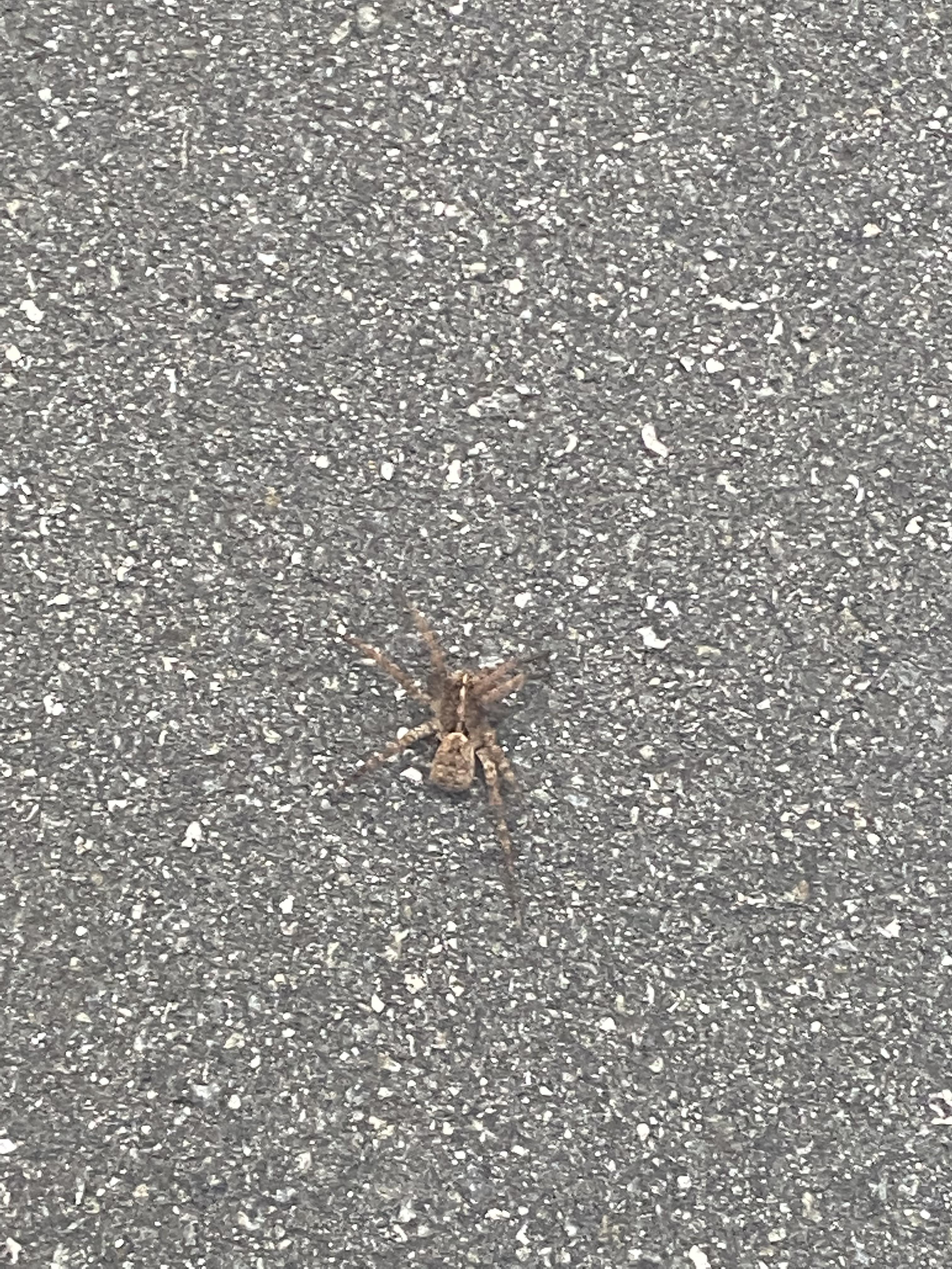 Is this big lad some kind of a wolf spider? Or something else? North