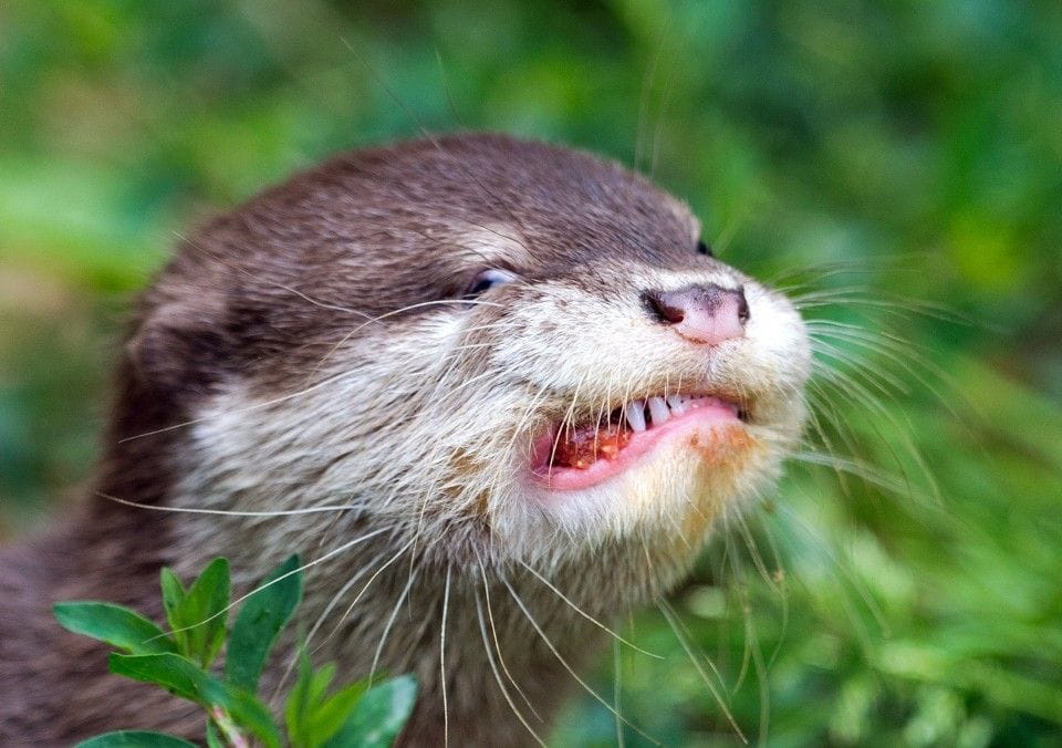 Cute Otter r/Otters