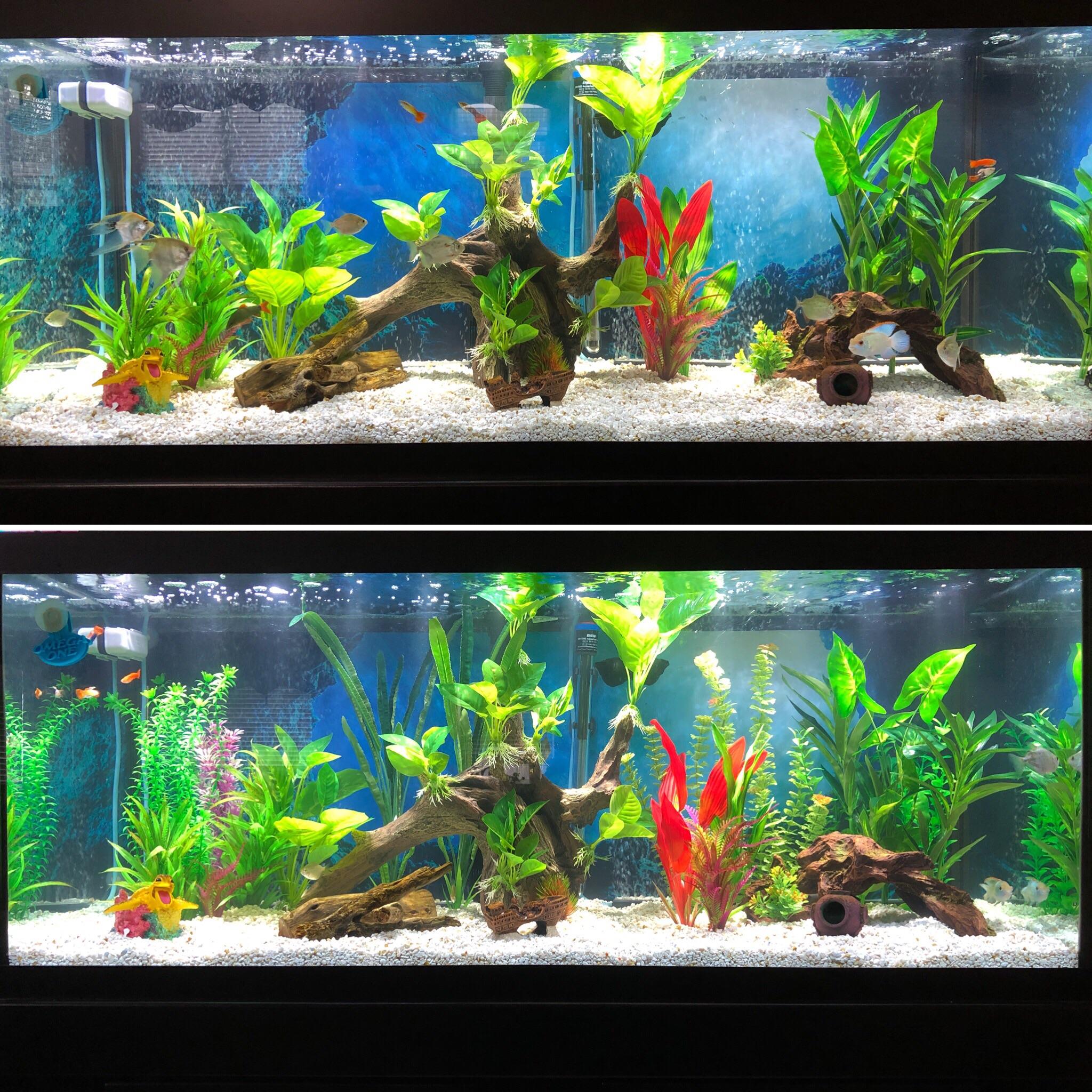 Added more fake plants to the tank. Not interested in real plants yet