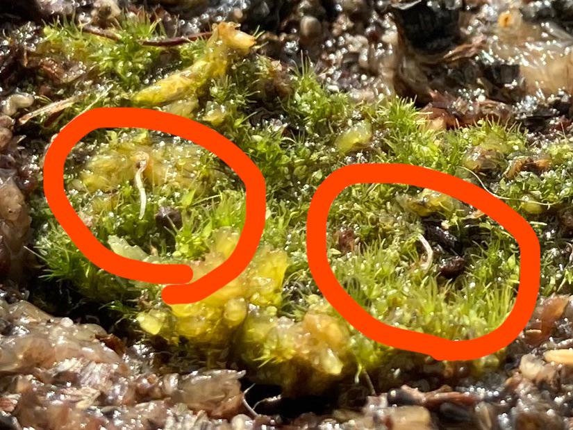 Just found some tiny white worms in some moss I transplanted from my