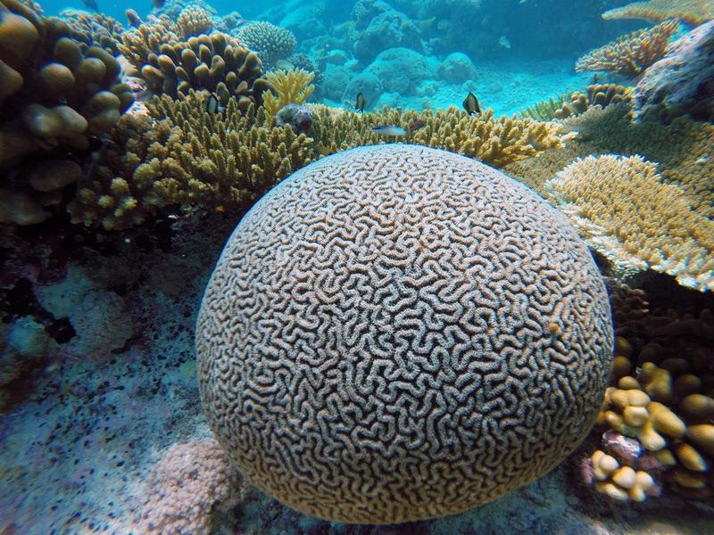 Brain Coral r/GeometryIsNeat