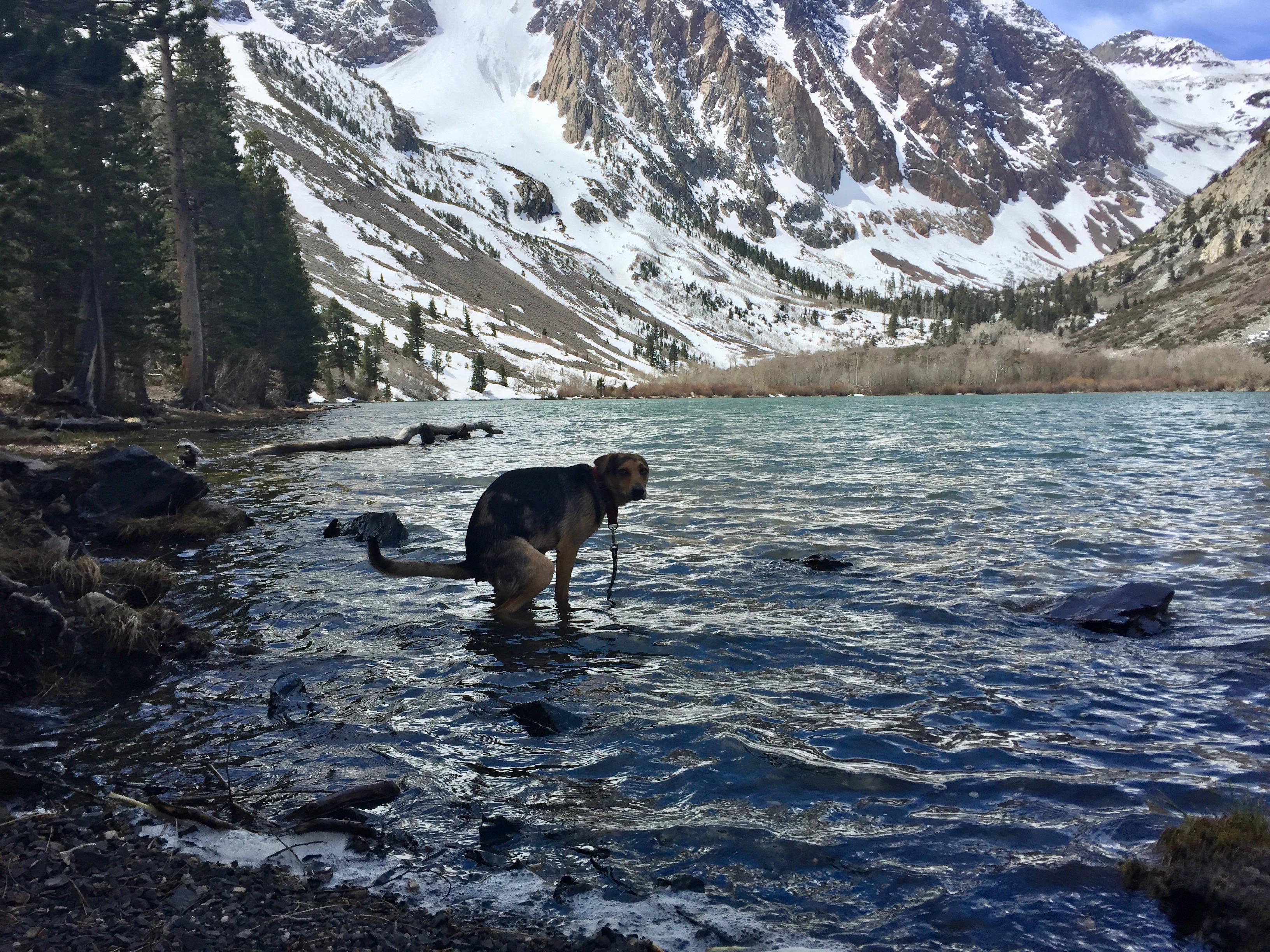 My dog pooping in the lake she was named after r/PoopingWithAView
