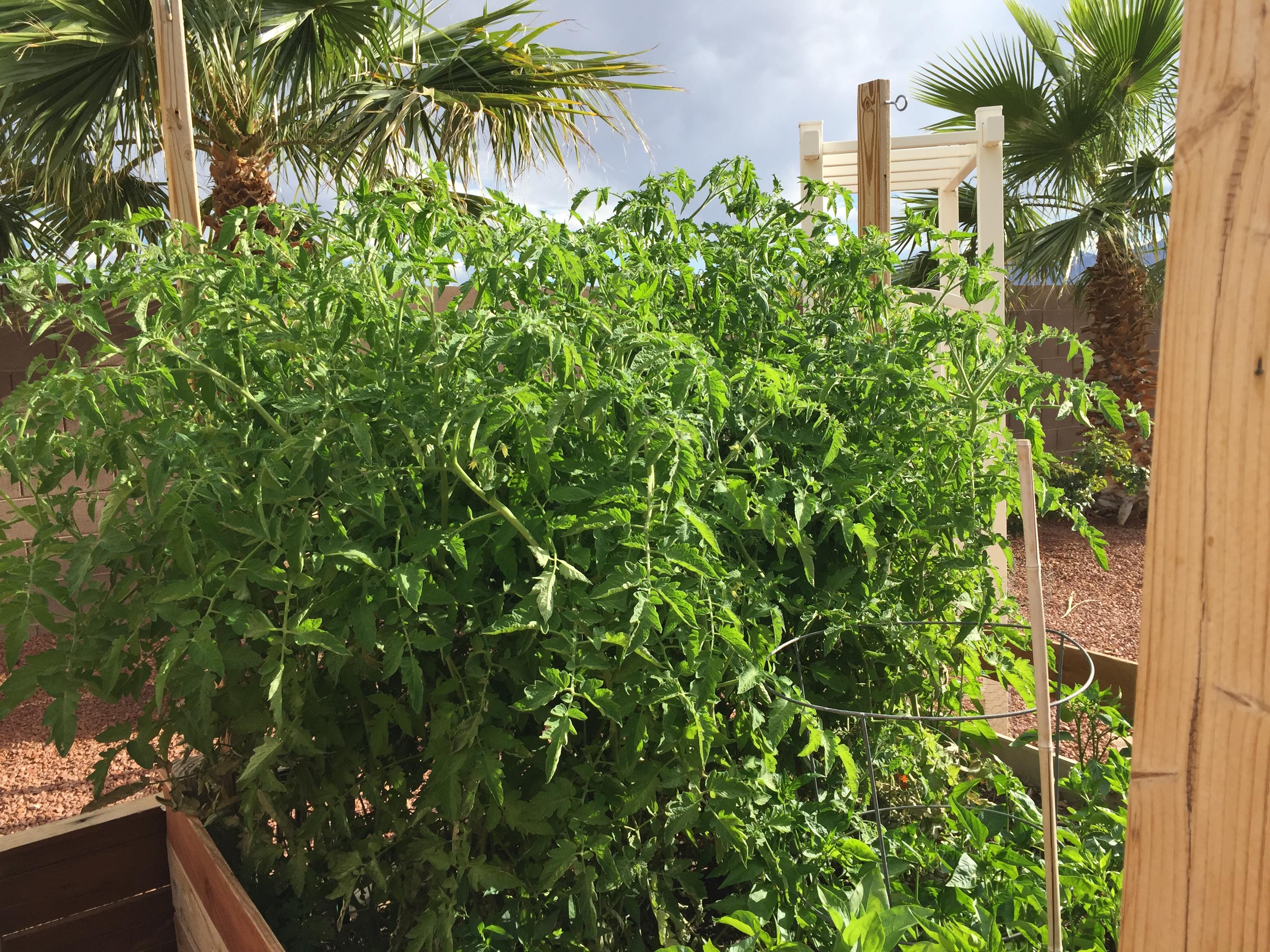 Tomatoes in the Desert Green & Black Vernissage + 1 year old Grape