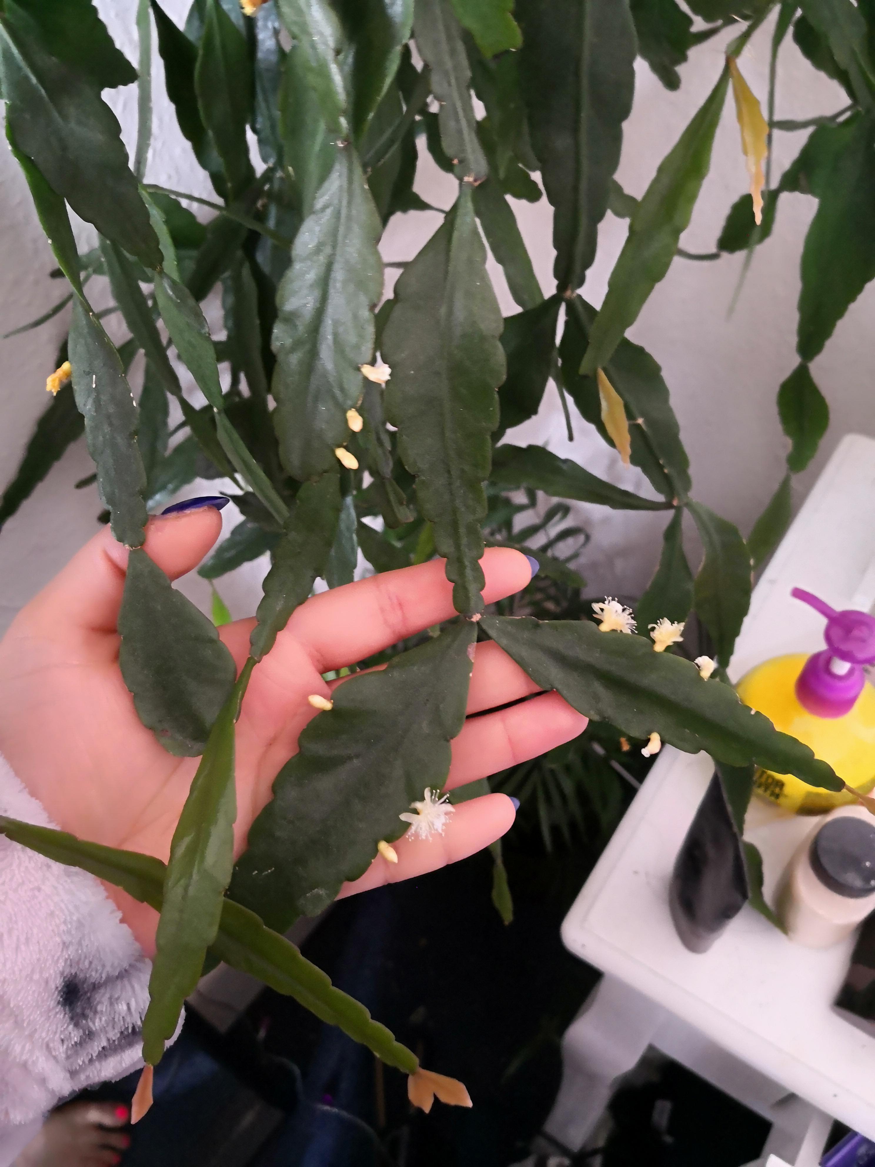 Do Christmas Cactus Like Sun Does anyone know what this Christmas cactuslike plant is called