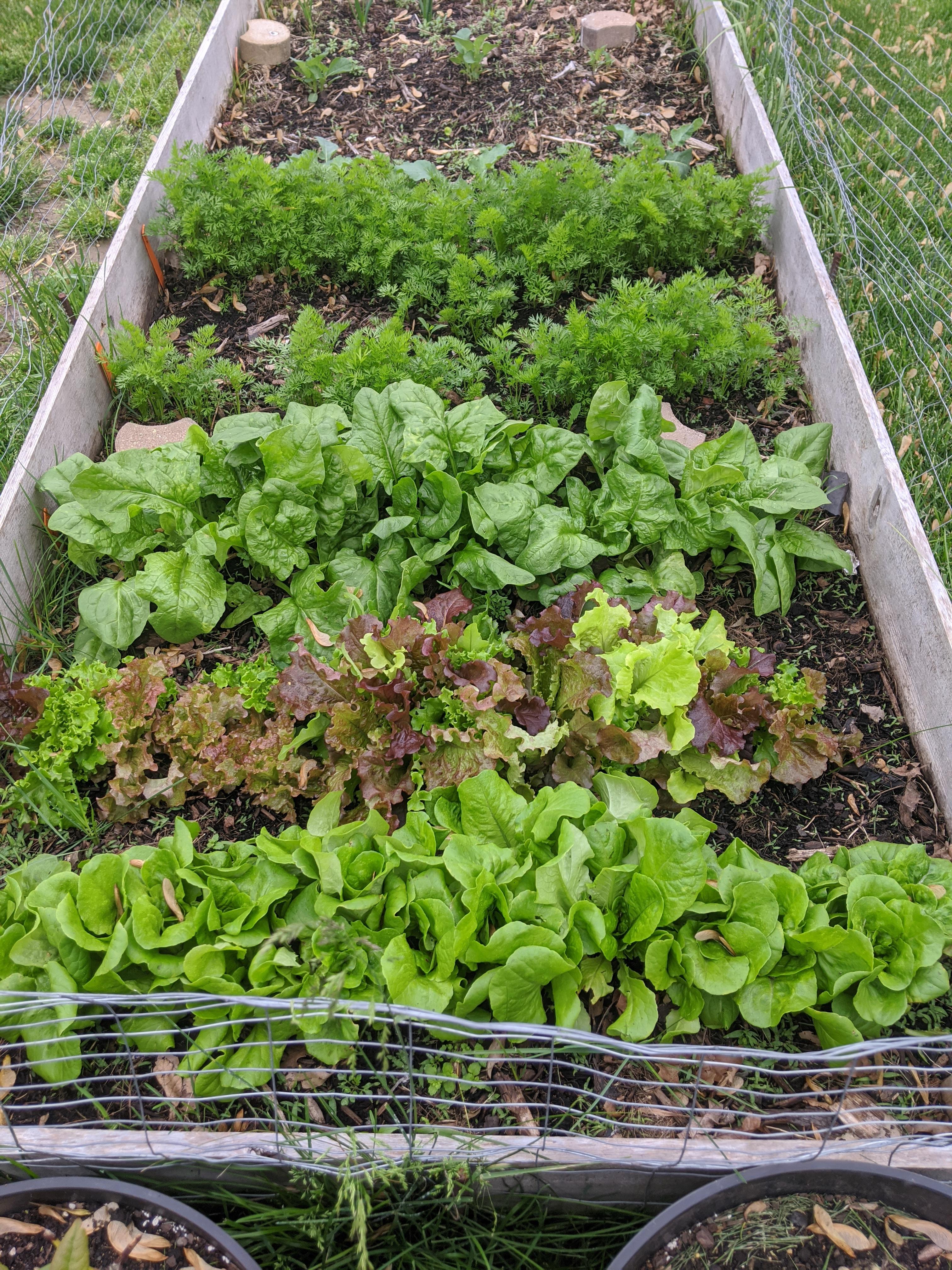First time growing lettuce, spinach, and carrots. They look happy, but