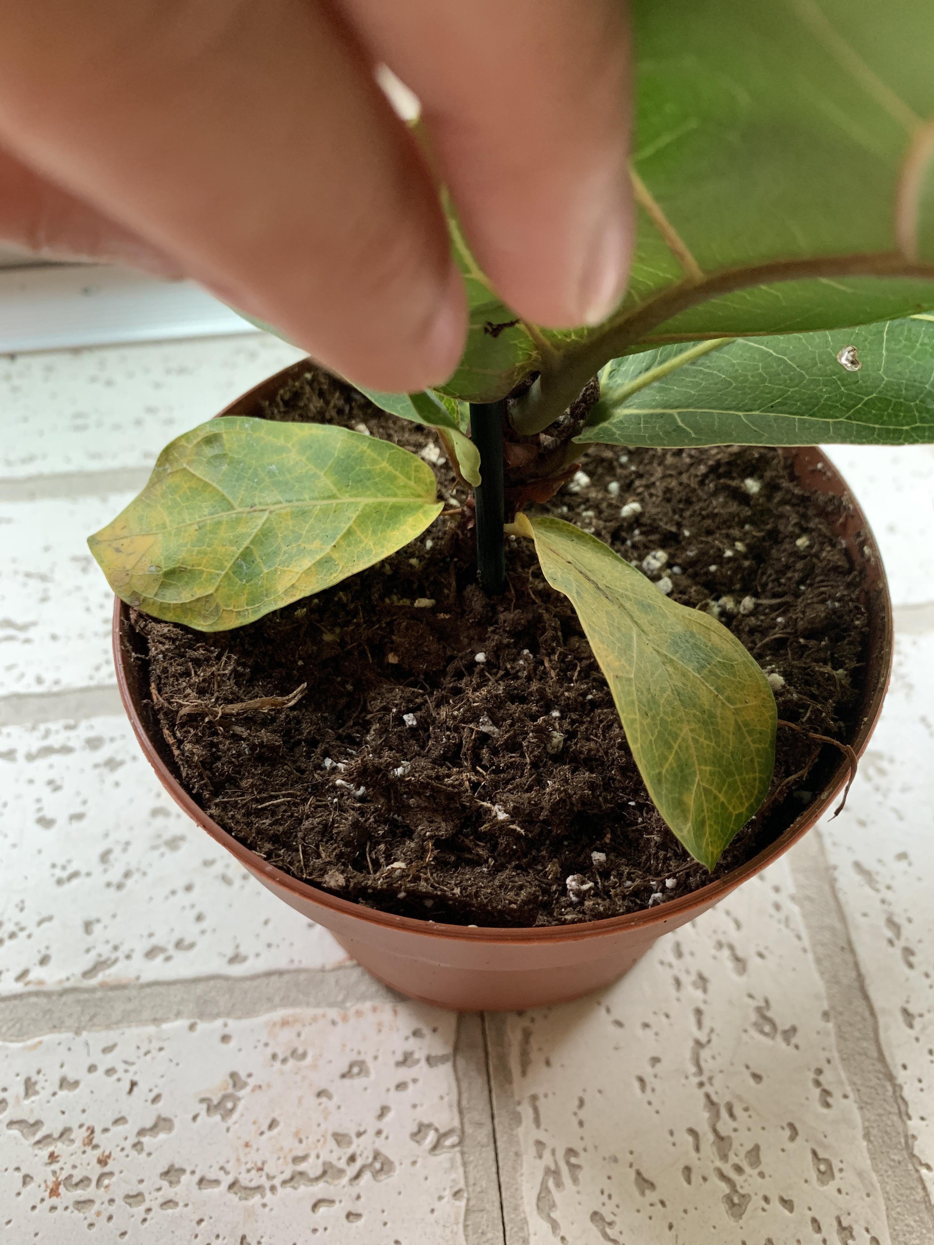 Help! The very bottom leaves of my Fiddle Leaf Fig are turning yellow