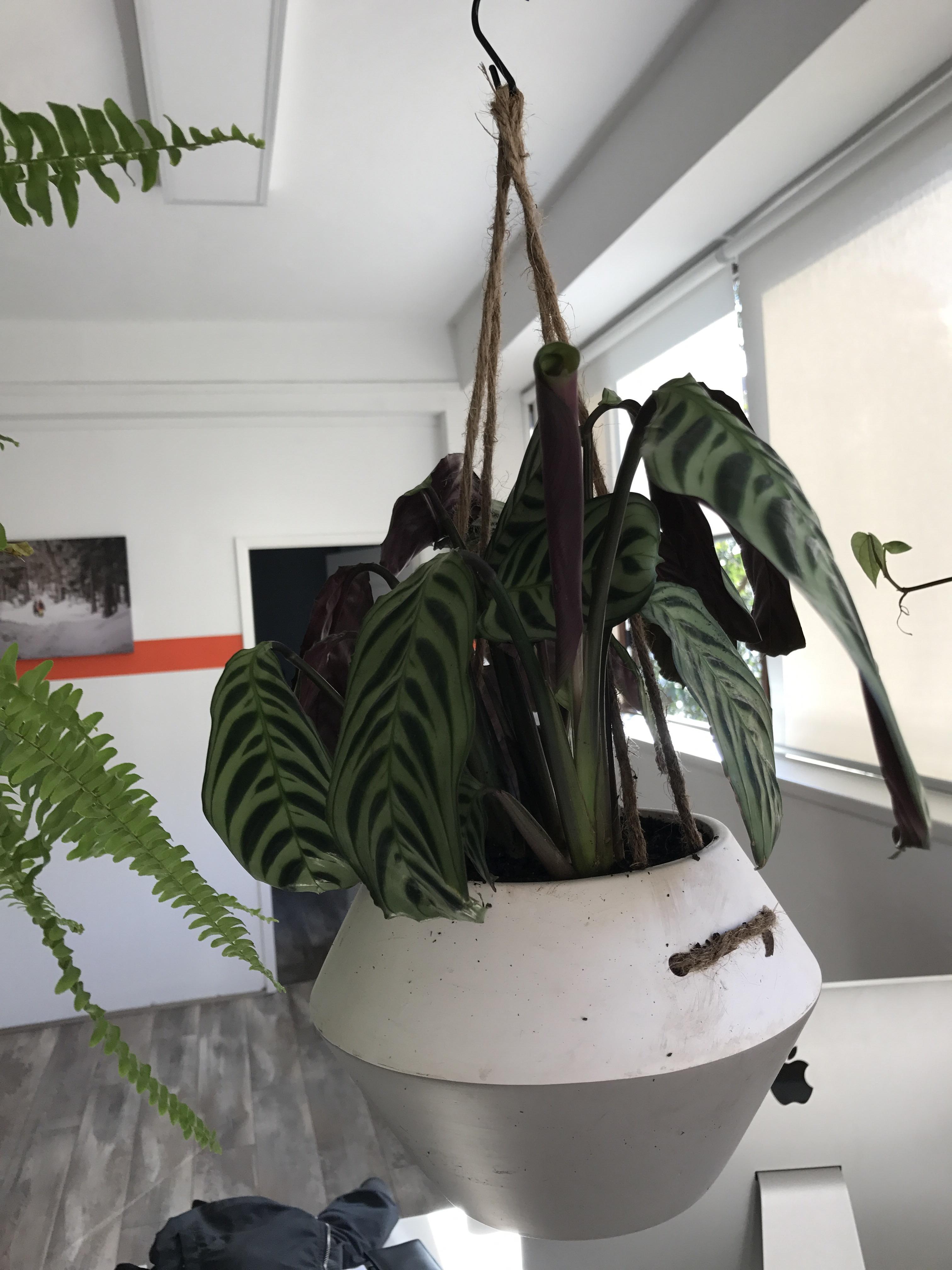 Why is my plant sad? Watered it last night when it looked sad. This