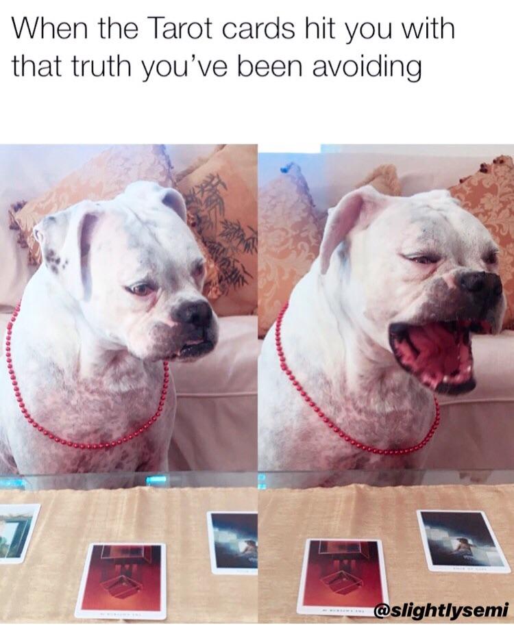 Relatable Tarot meme, featuring my dog tarot