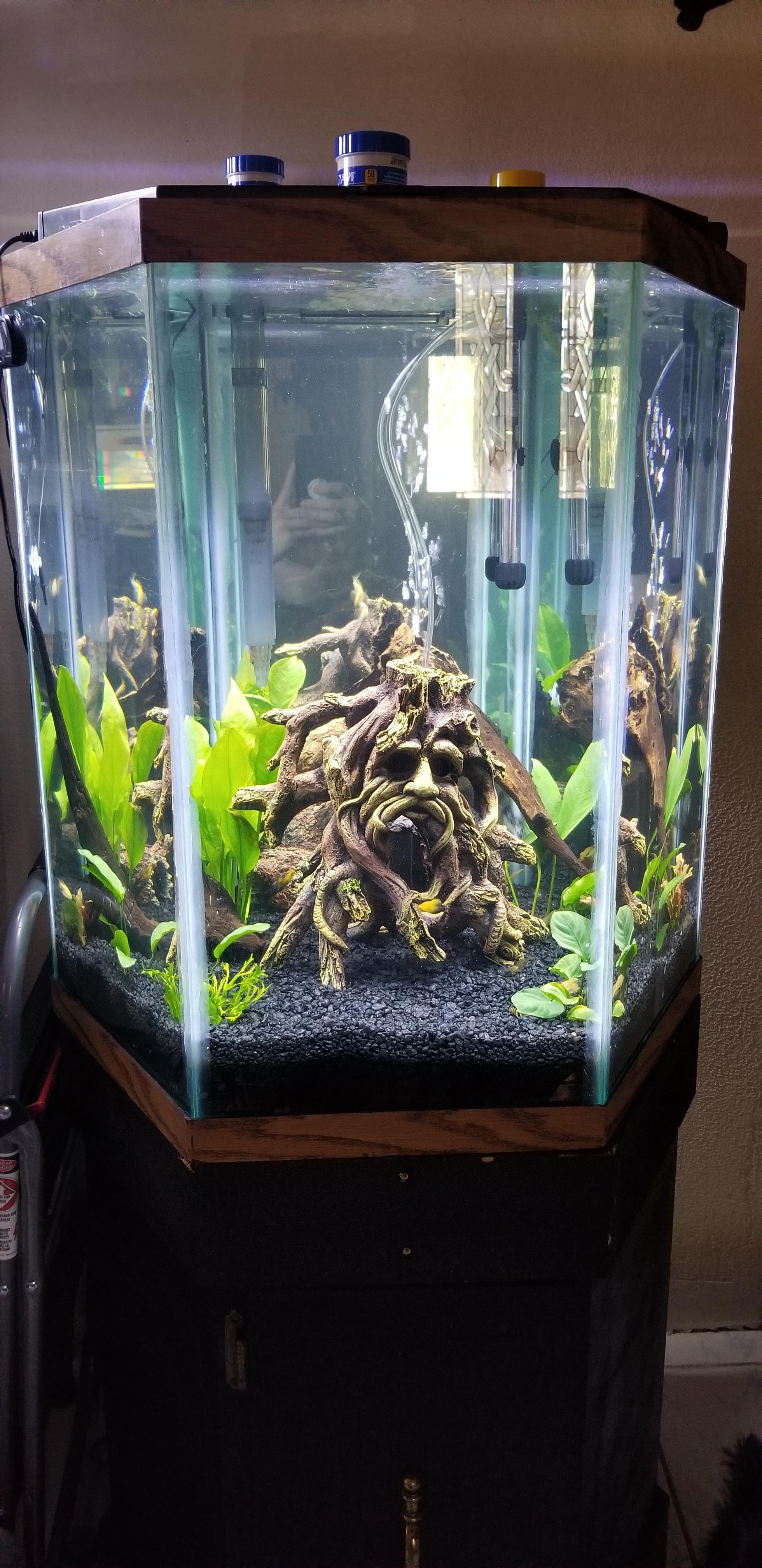 Our "new" 30g hex! r/aquarium