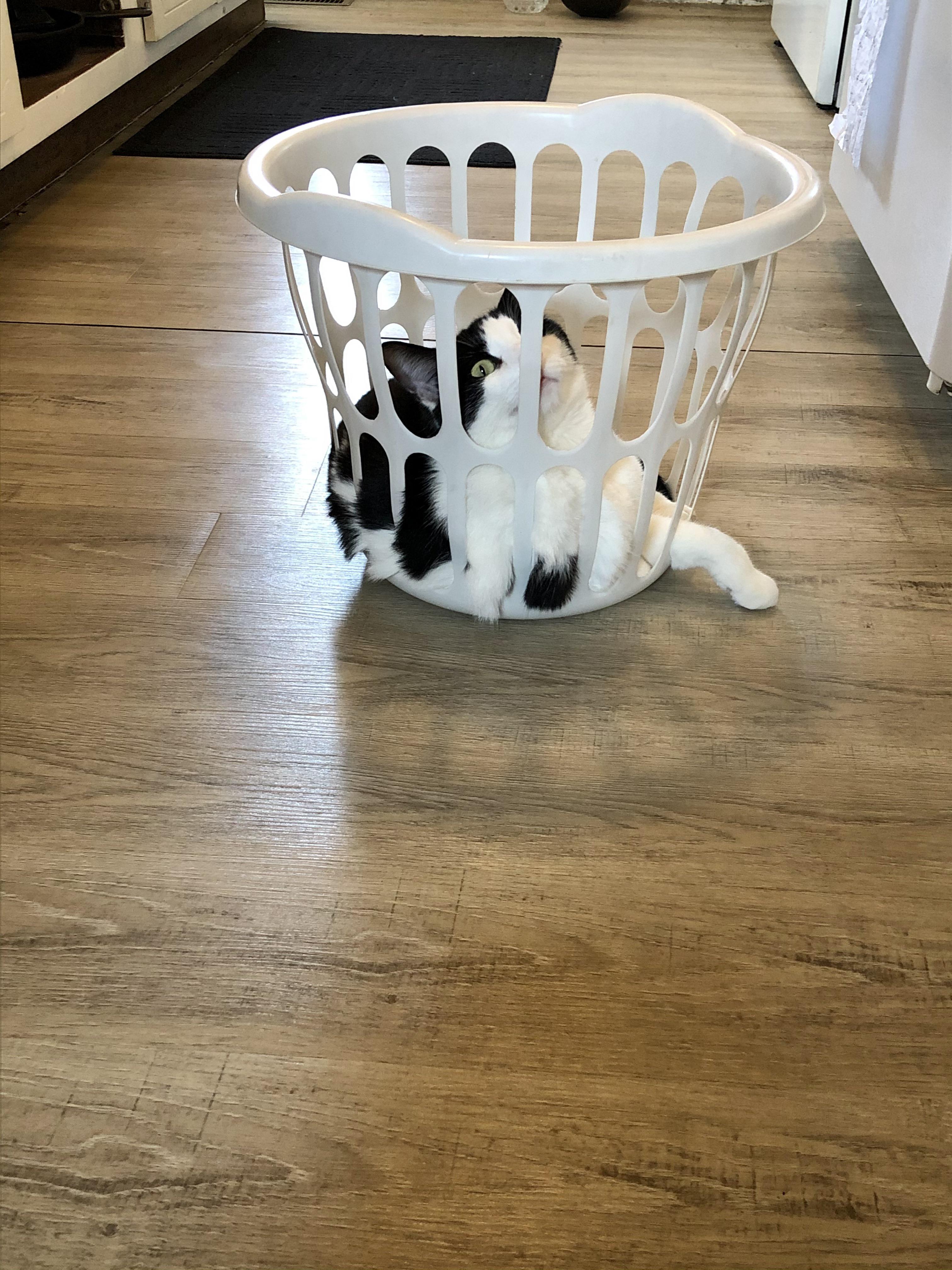 I turn around today to find him licking the laundry basket like the