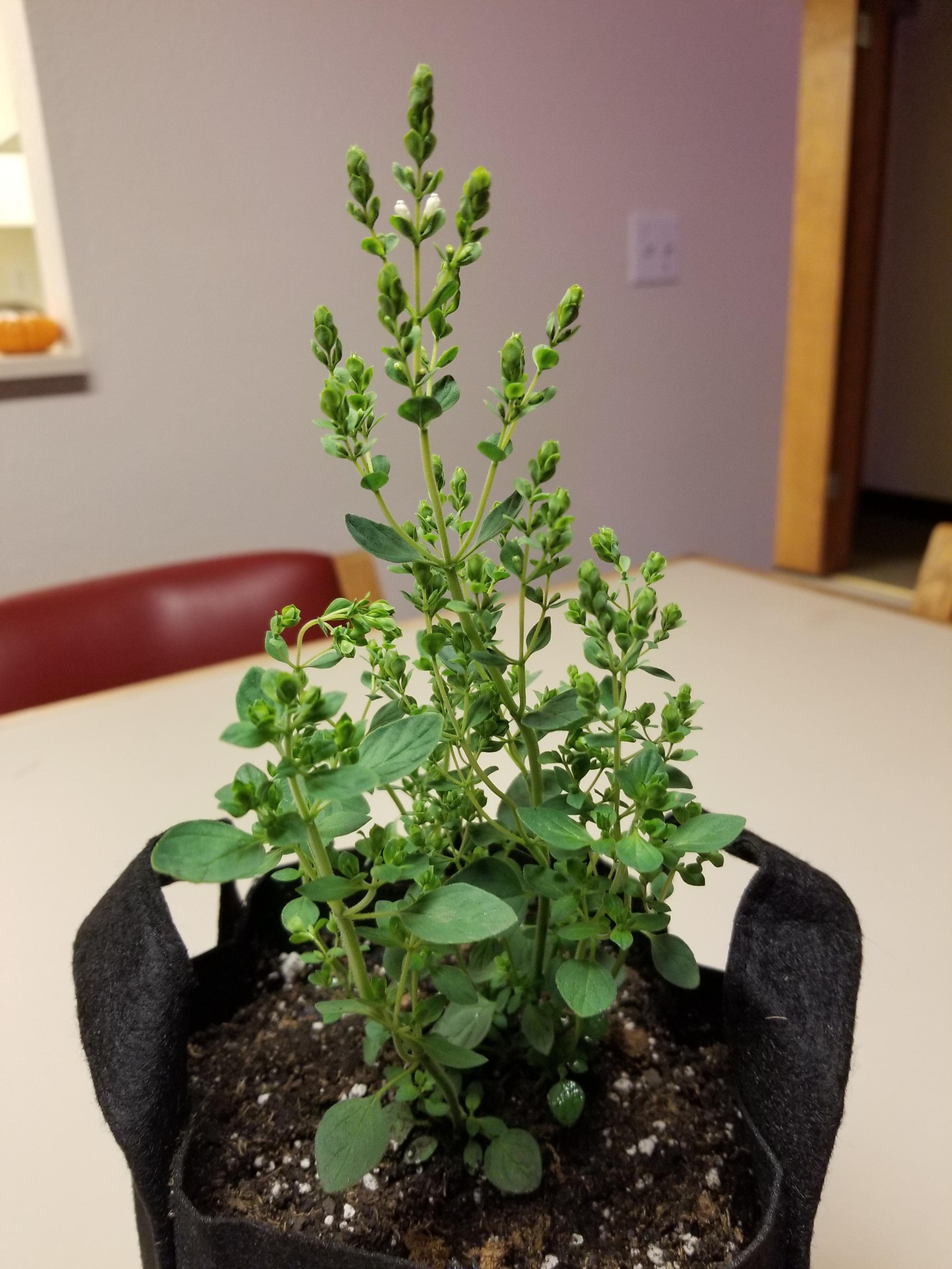 Oregano is already producing flowers. Should I be concerned? r/gardening