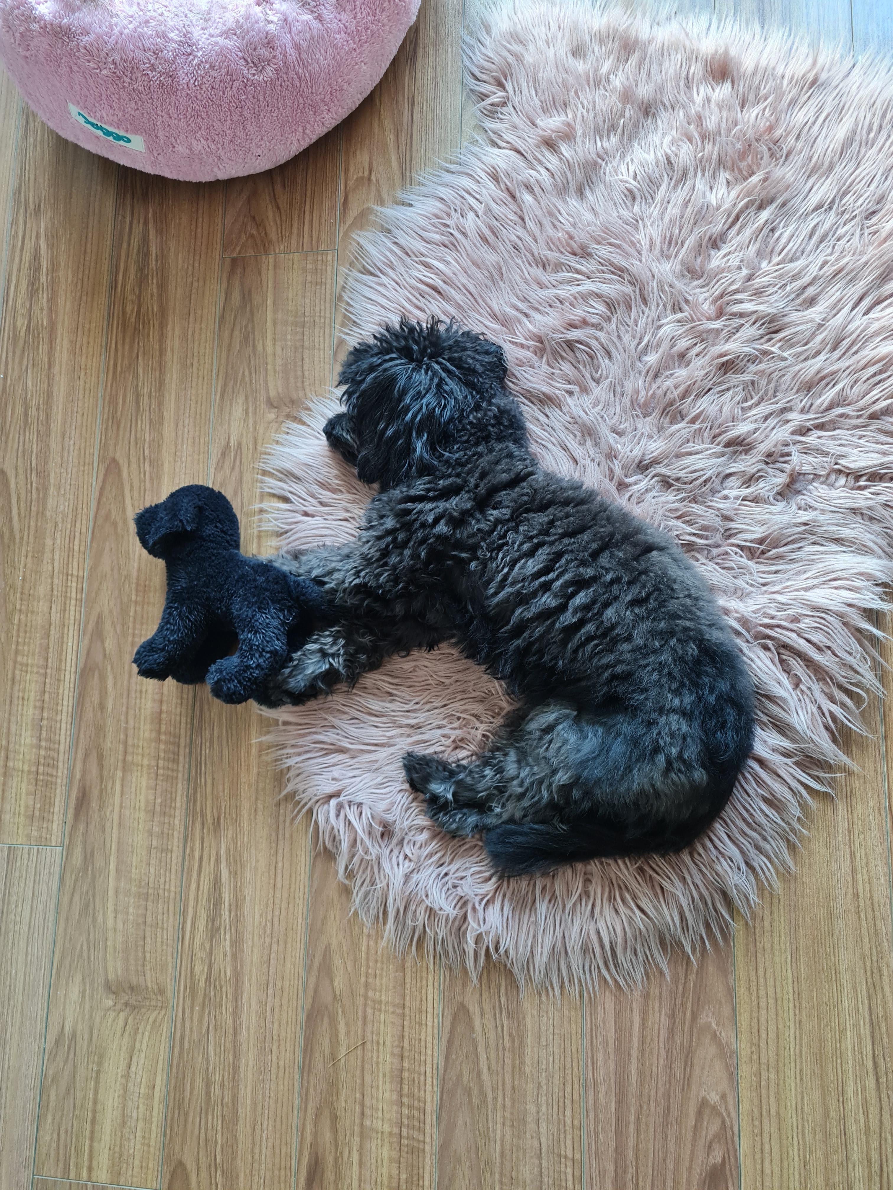 My dog holding her toy while she sleeps. r/pics