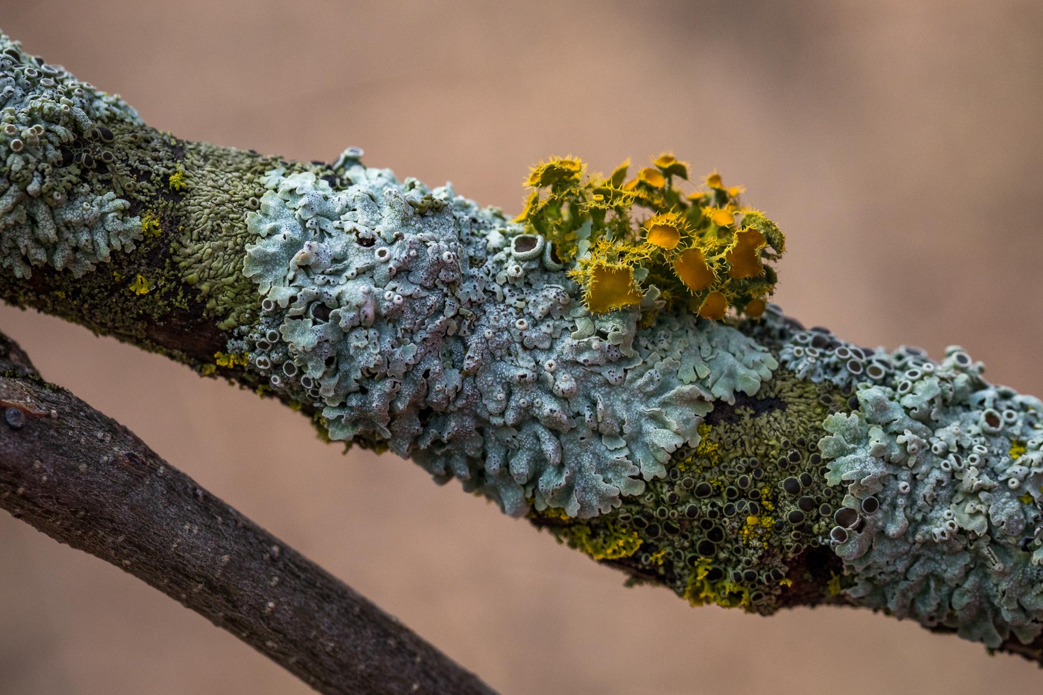 Lichen On a Branch [2048x1365] [OC] r/MacroPorn