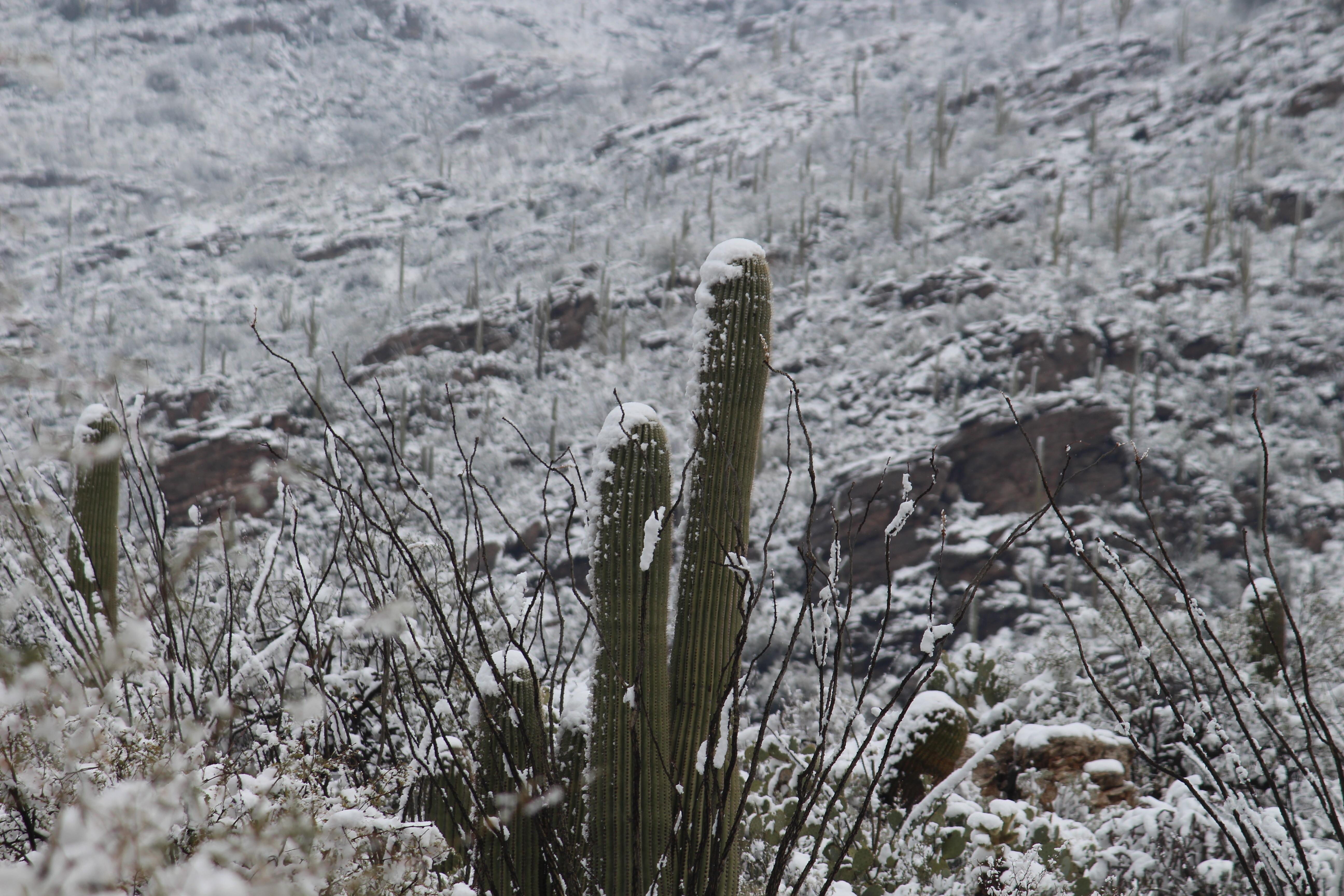 After years of hoping, it finally snowed in Tucson, Arizona, and it