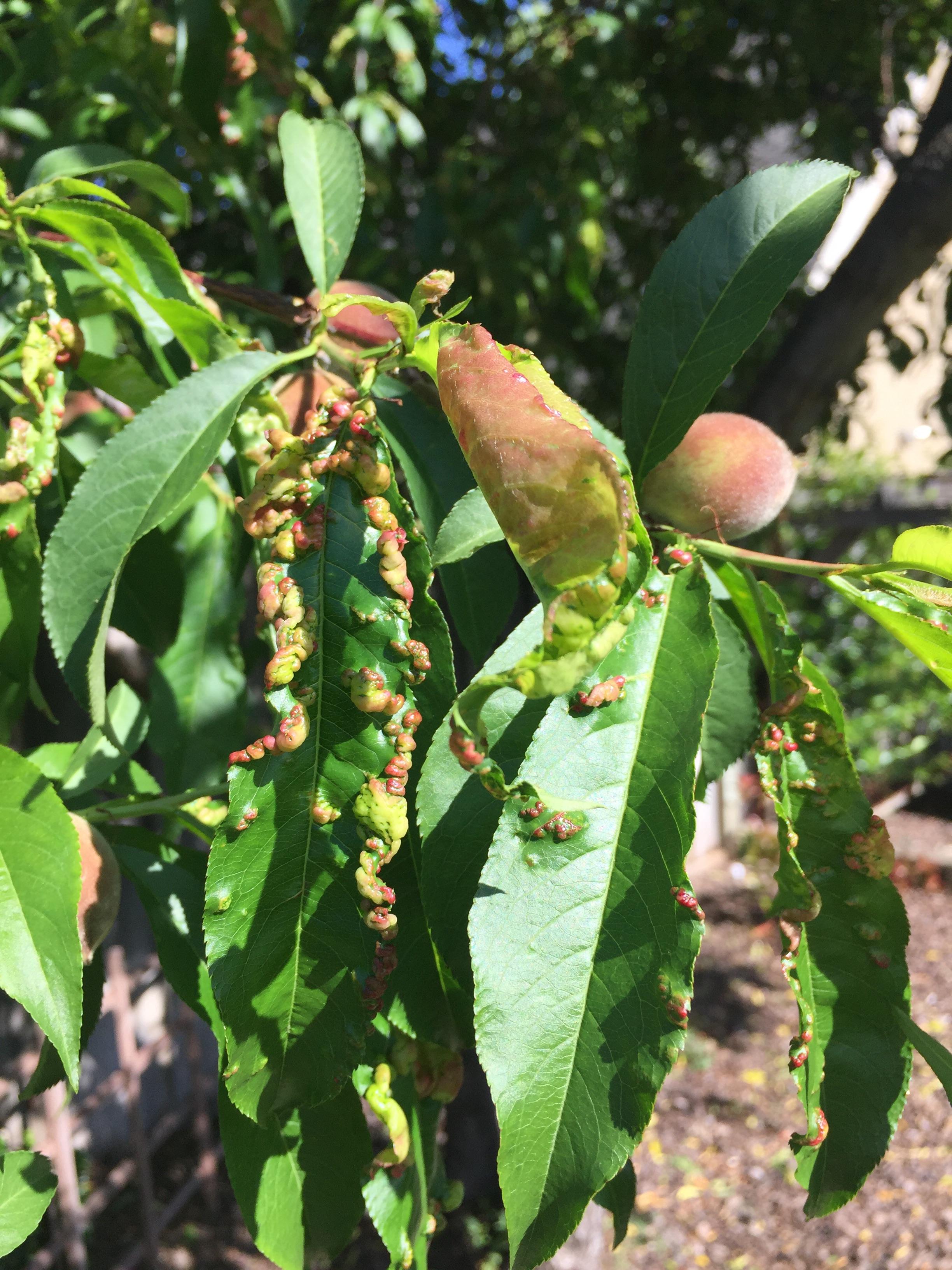 What's wrong with my apricot tree? r/landscaping