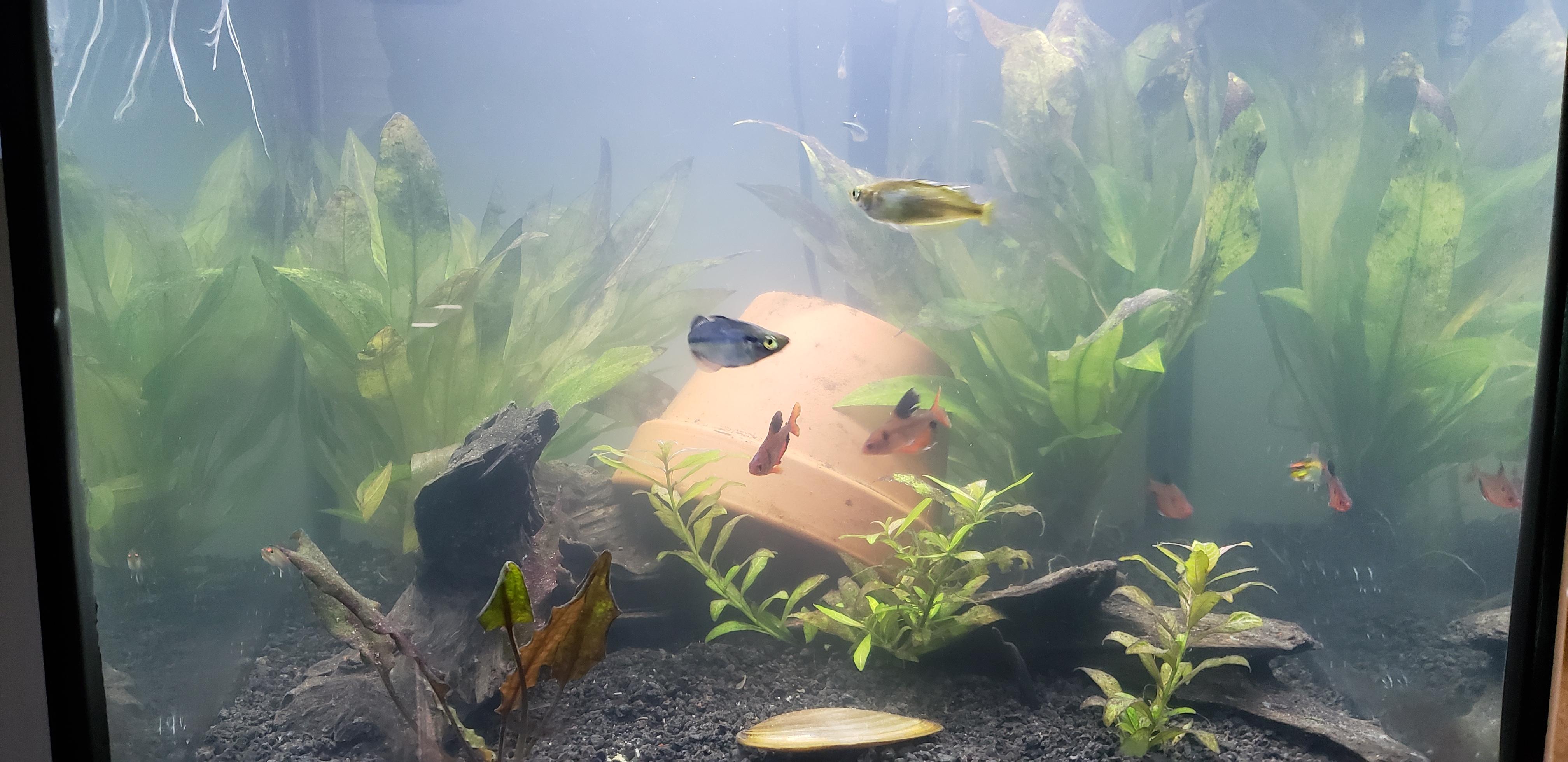 Help with cloudy water more in comments r/Aquariums