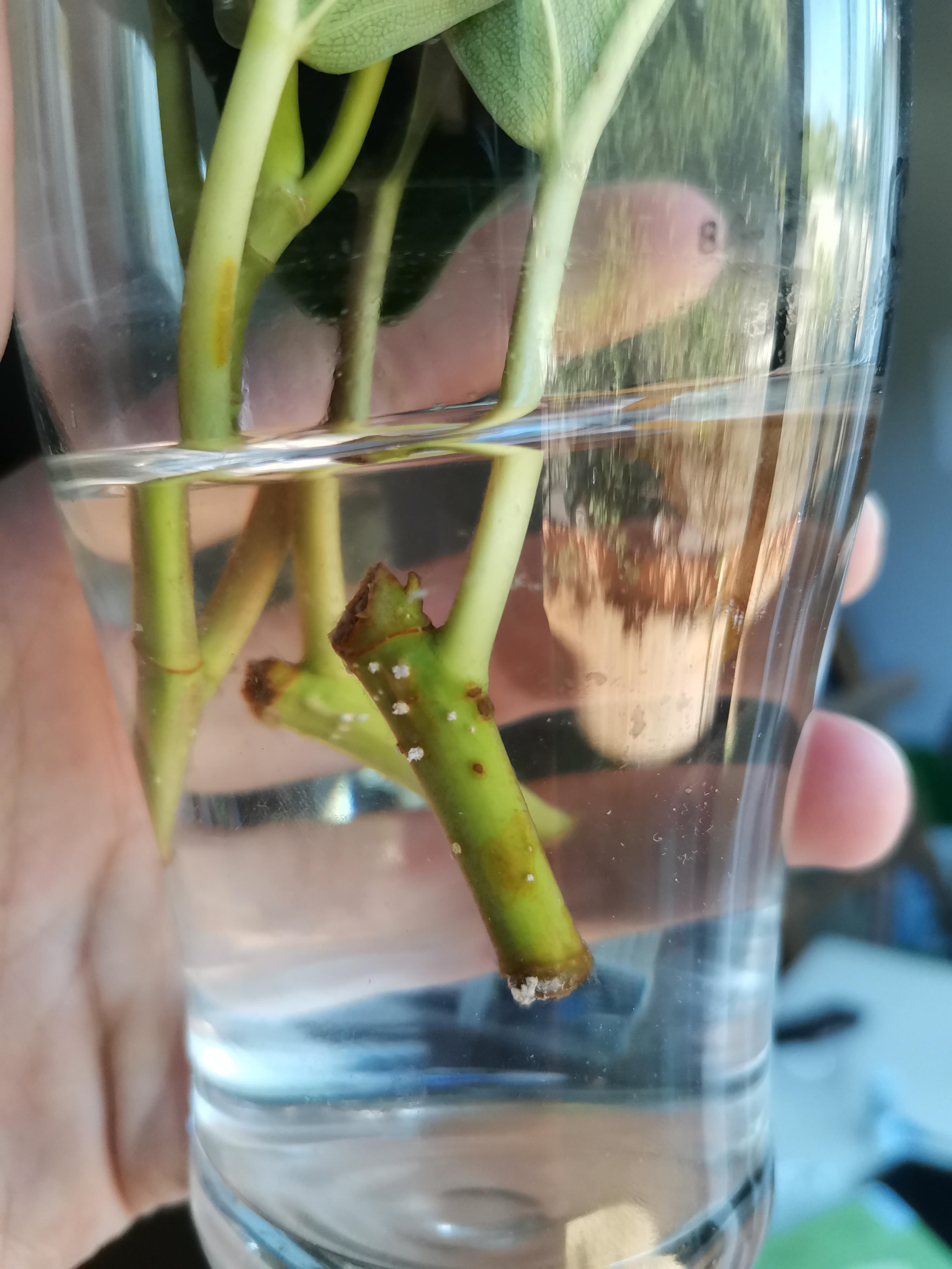 I'm trying to propagate a rubber plant and these white things are