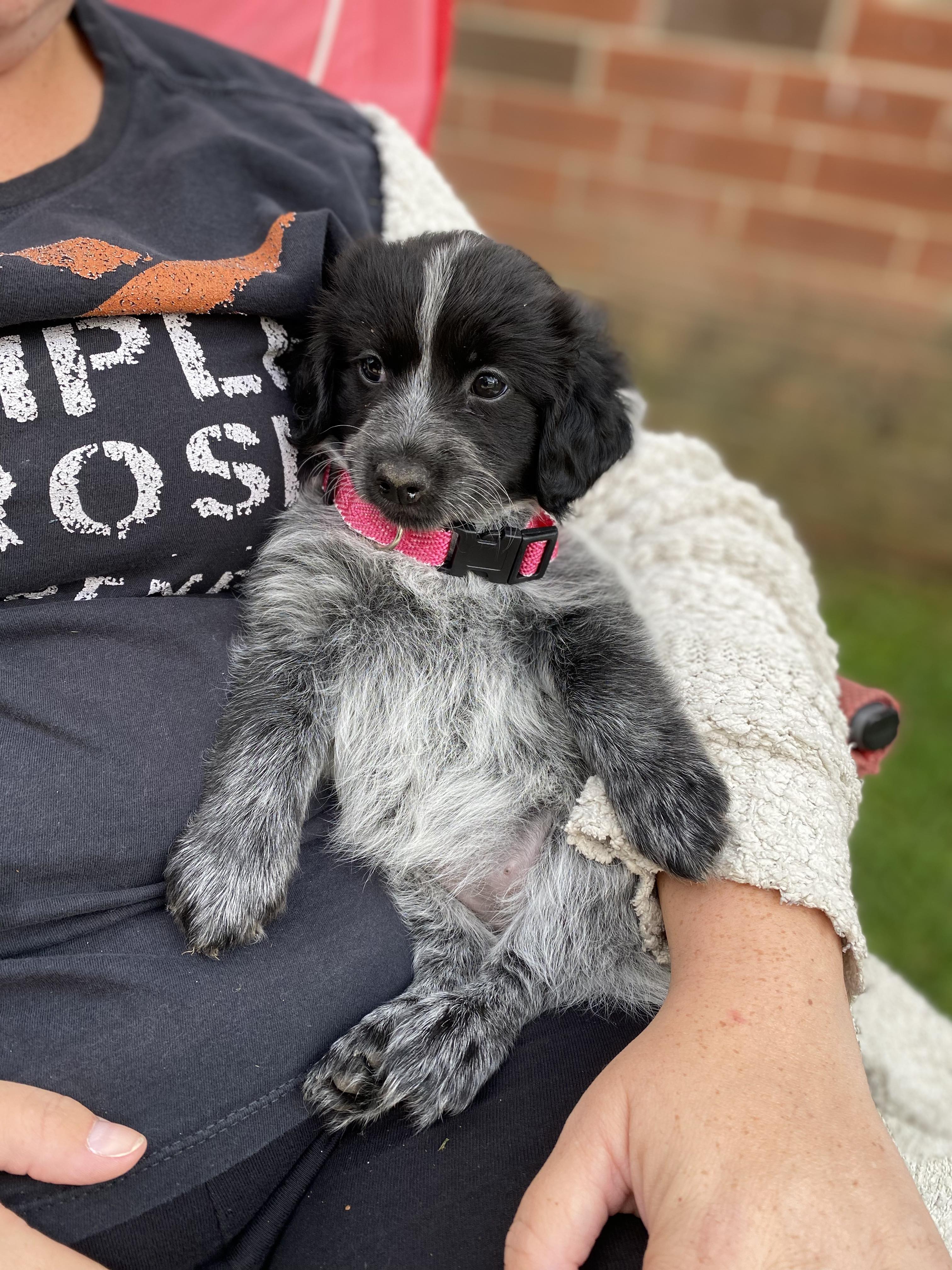 Best Companion Dog Posts Reddit