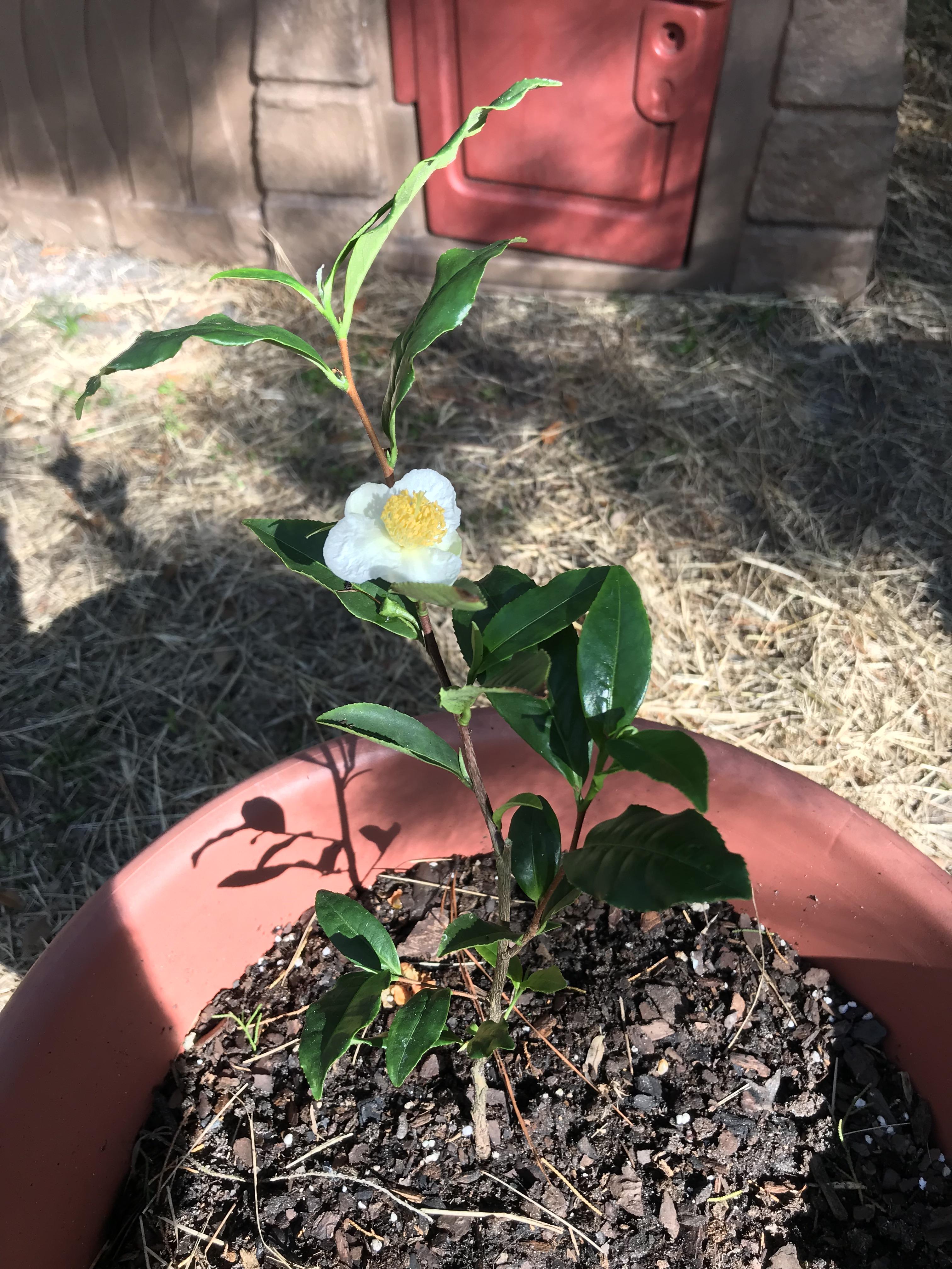 Camellia Sinensis I purchased online bloomed! r/marijuanaenthusiasts