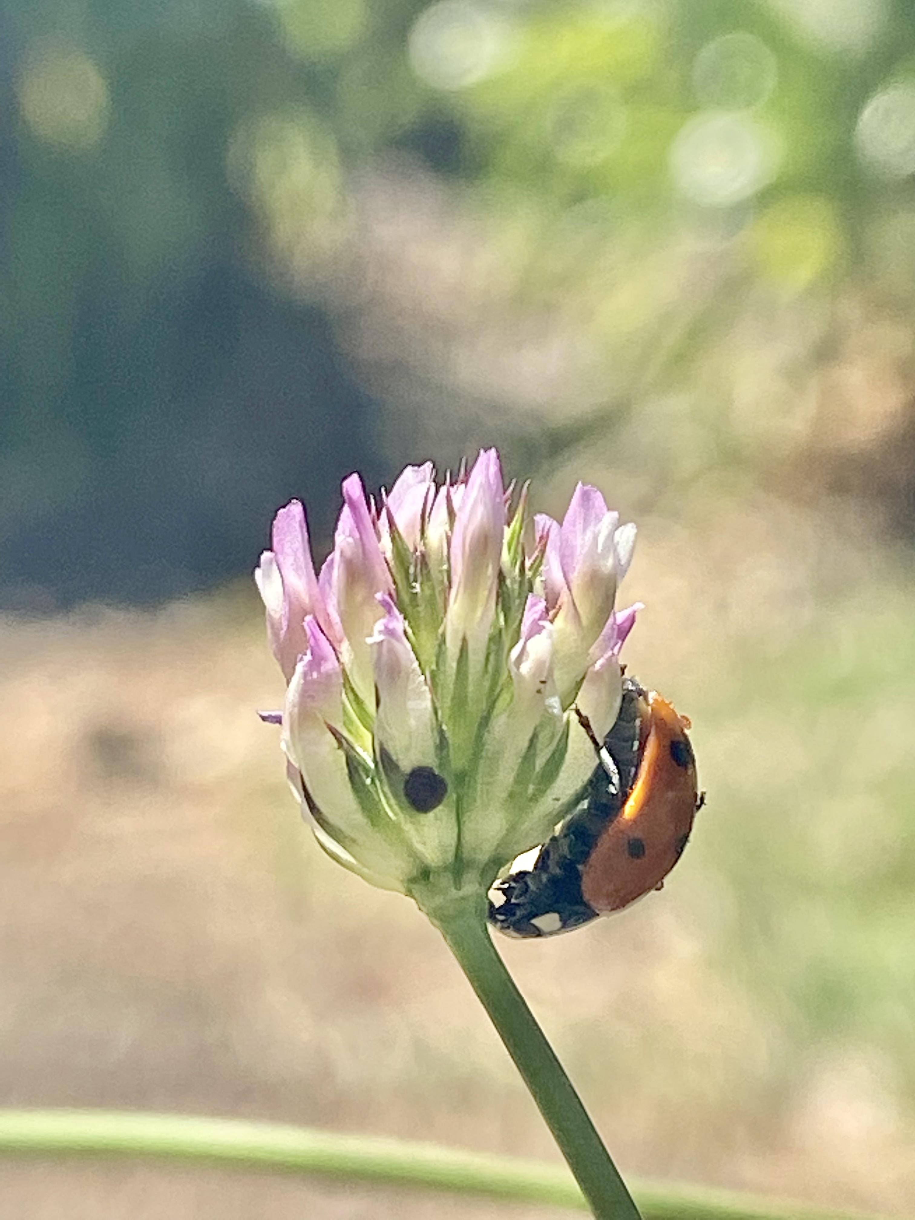 Foothill clover and his friend. r/gardening