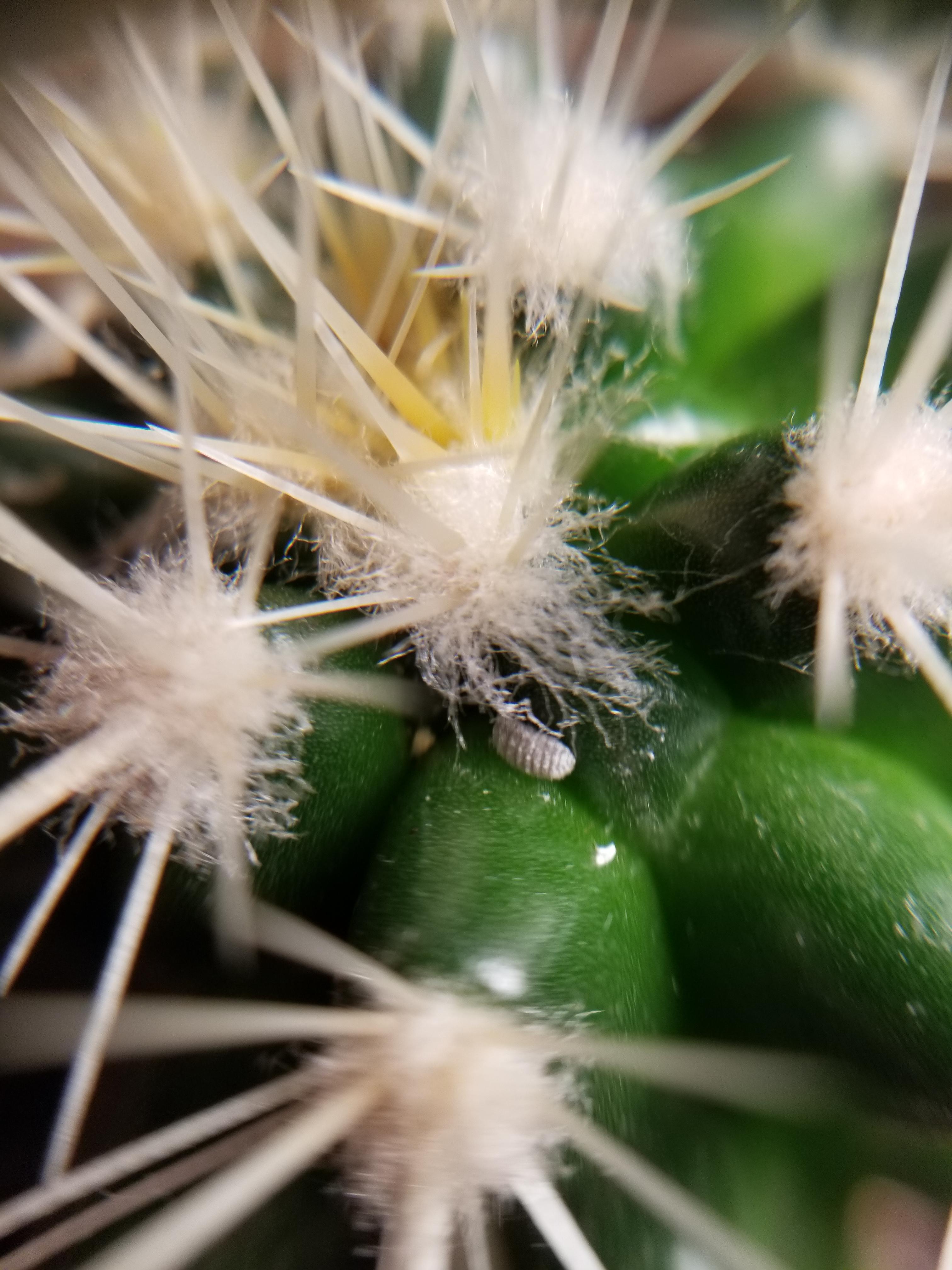 Christmas Cactus Parasites Parasite on my cactus? Saw another one earlier and wiped it off