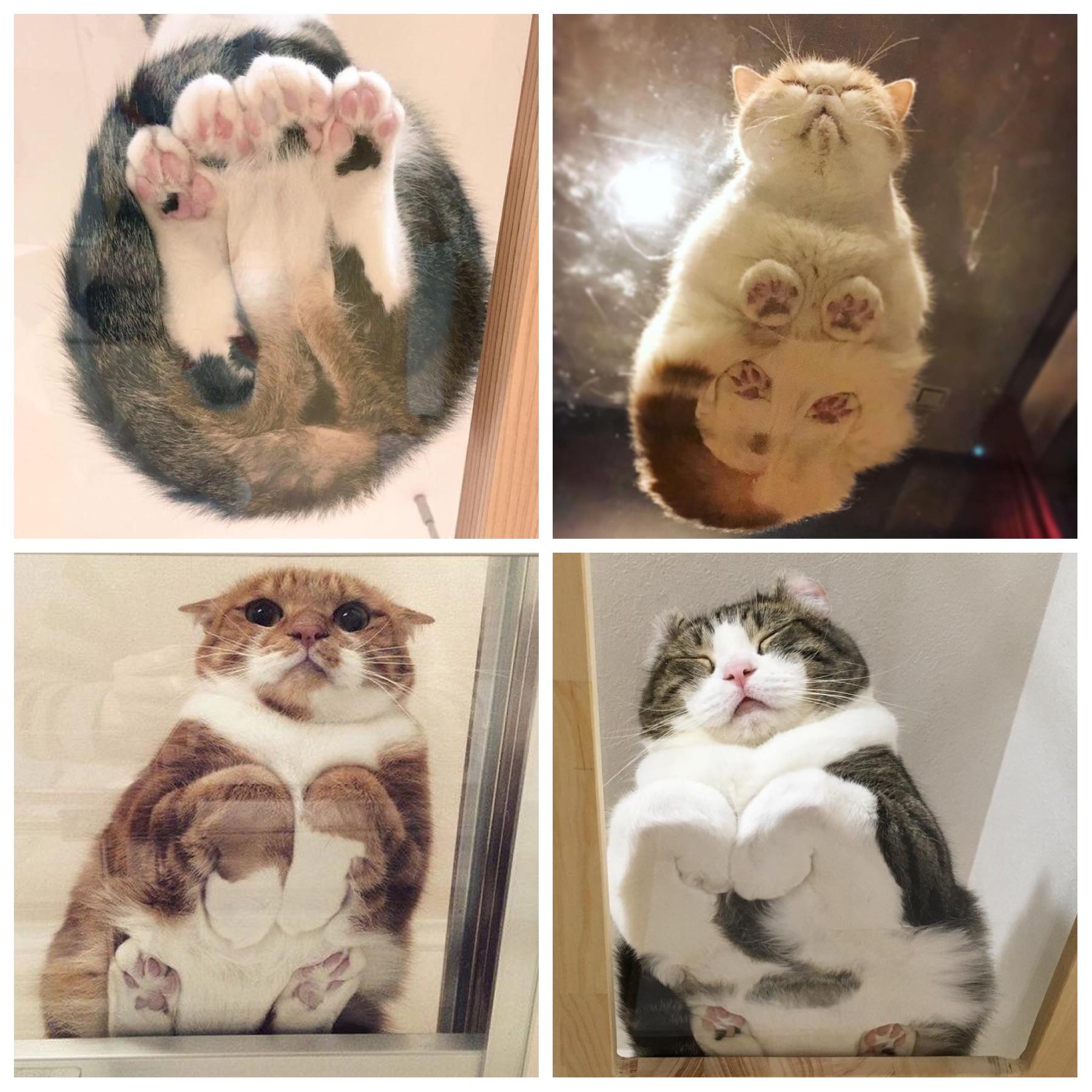 Cat Under Glass Table