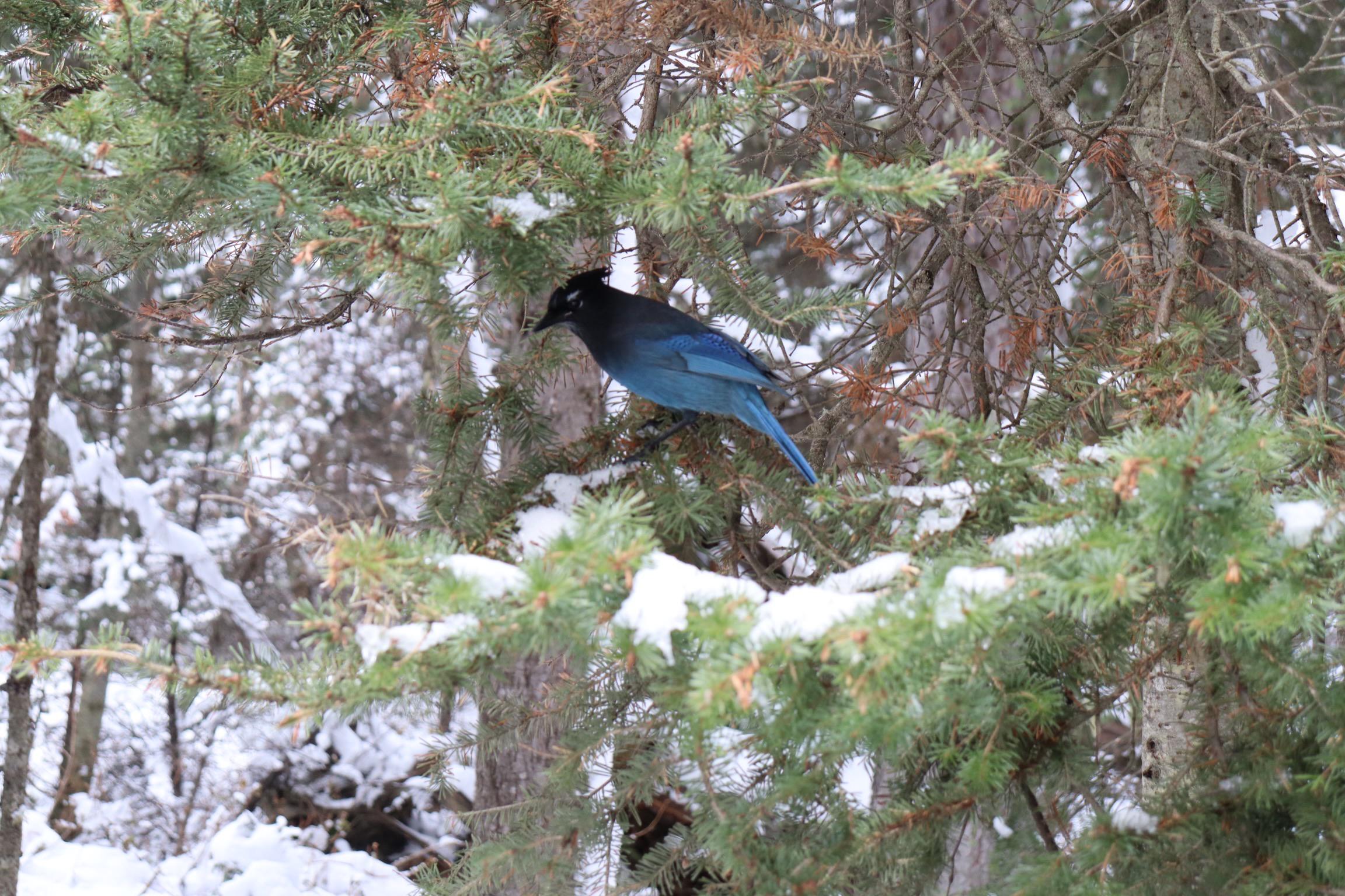 Found this bird at Lake Louise in Alberta, wondering what it is r