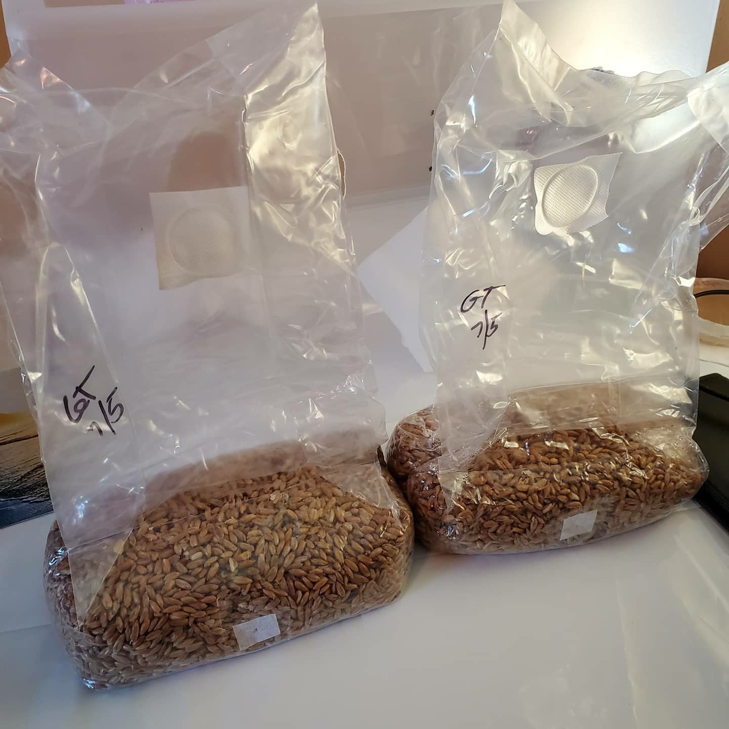 Some Golden Teacher Action. Whole Oat Grain spawn bags r/shrooms