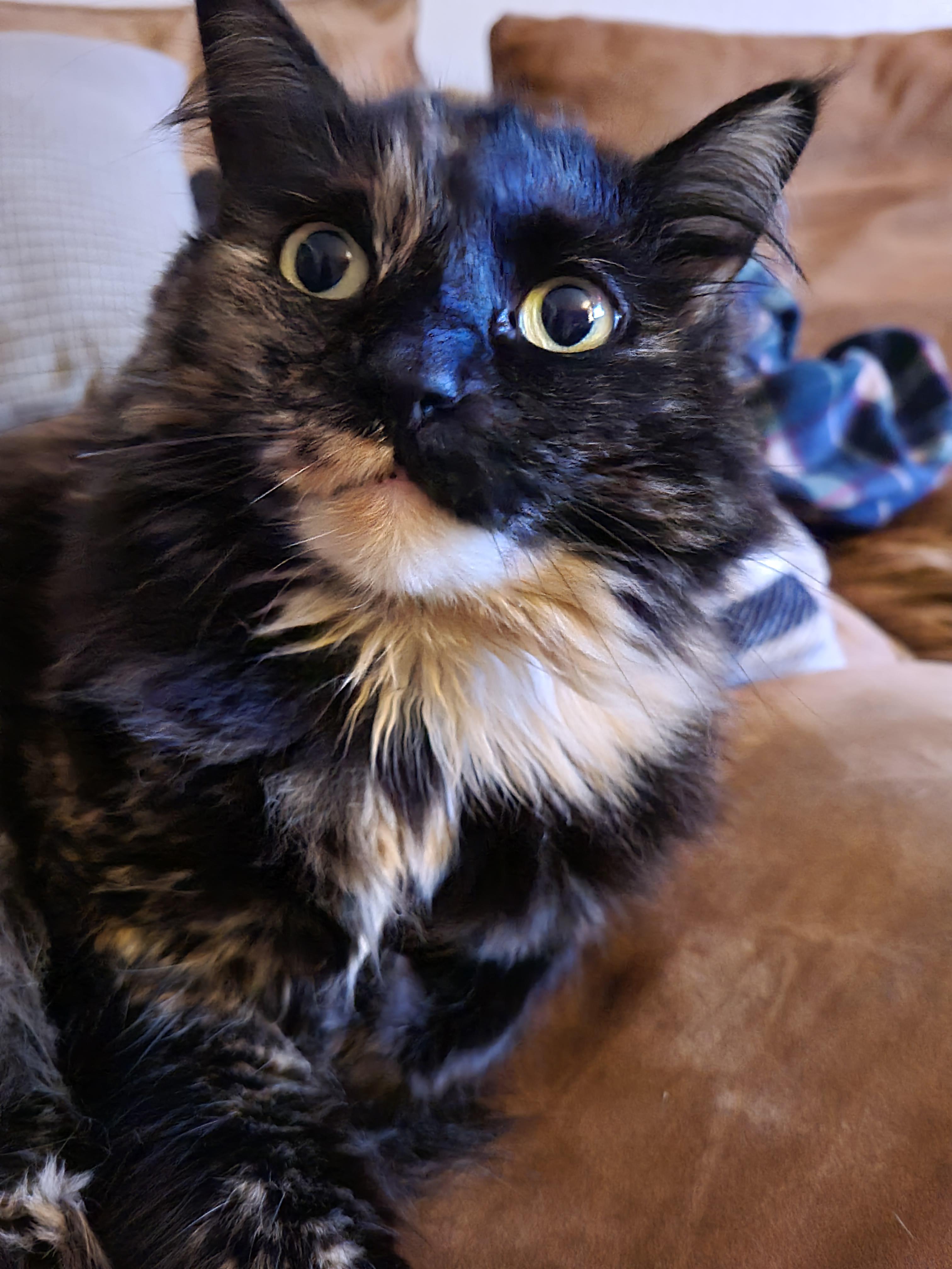 Miss kitty meow meows fluffer butt : aww