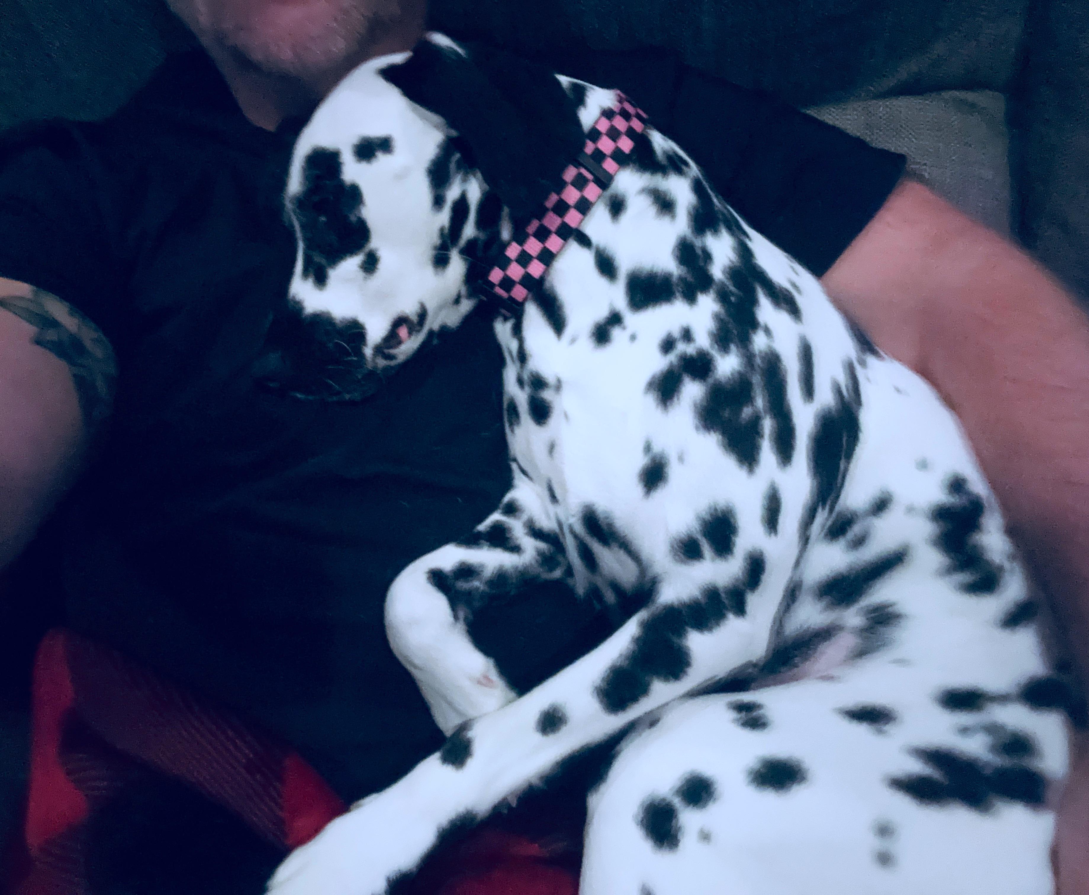 Velcro dog! 💤 r/dalmatians