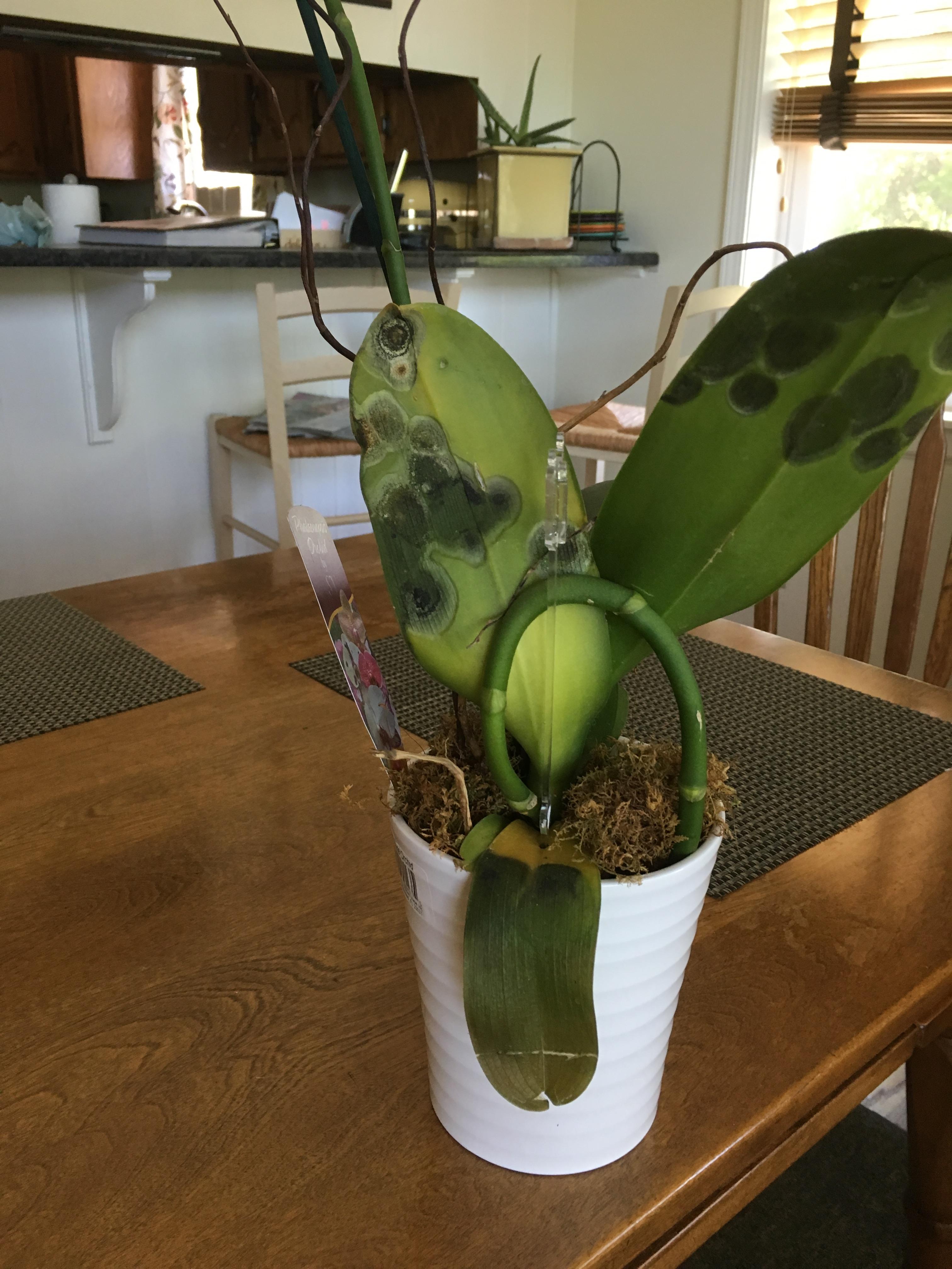 phal diagnosis help likely some overwatering, but what are these