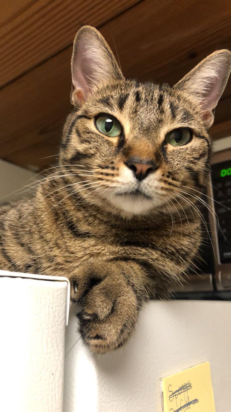 Thumb kitty watches me cook from the top of the fridge r/thumbcats
