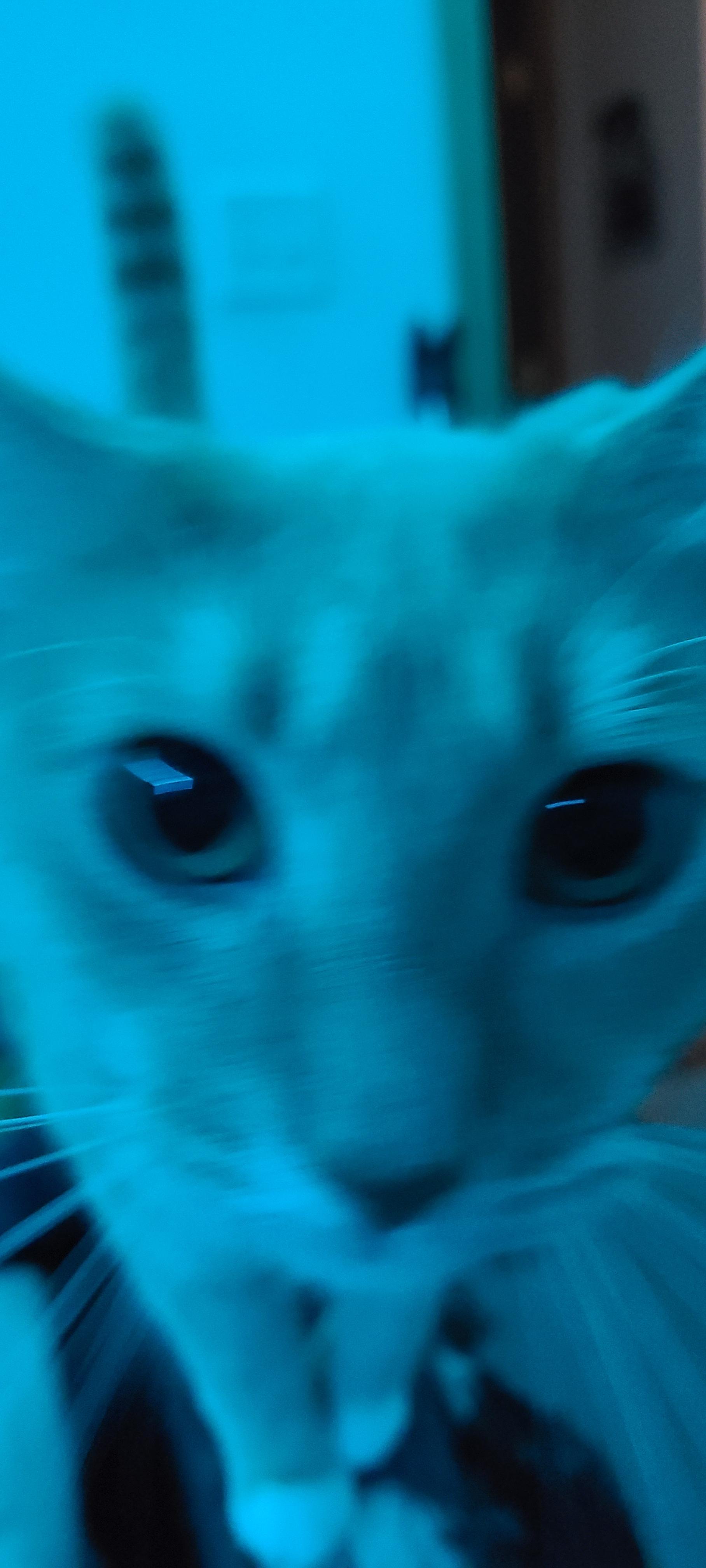 My cat likes Critical Darling r/Slipknot