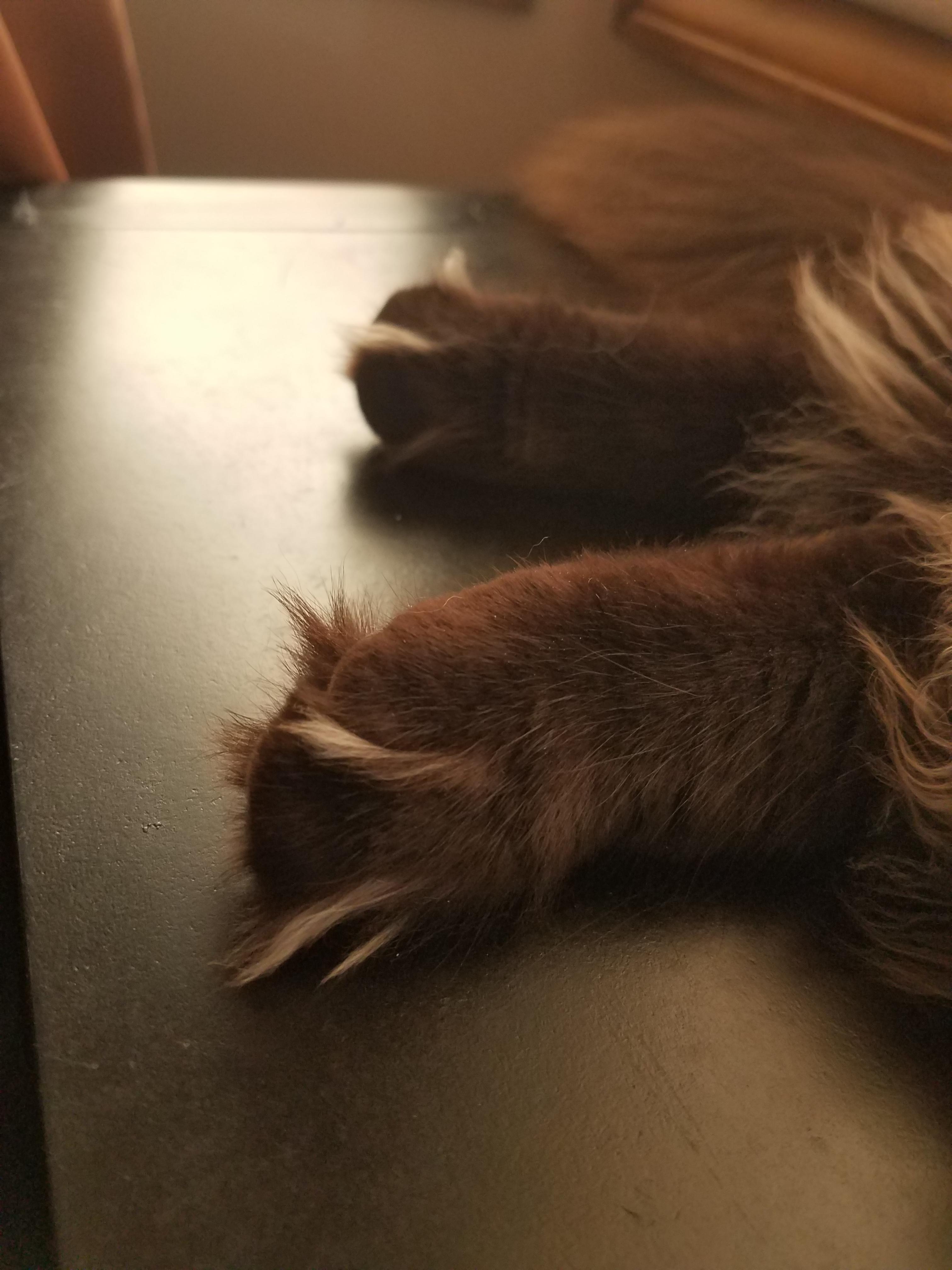 Fur on my cat's paws look like claws r/mildlyinteresting