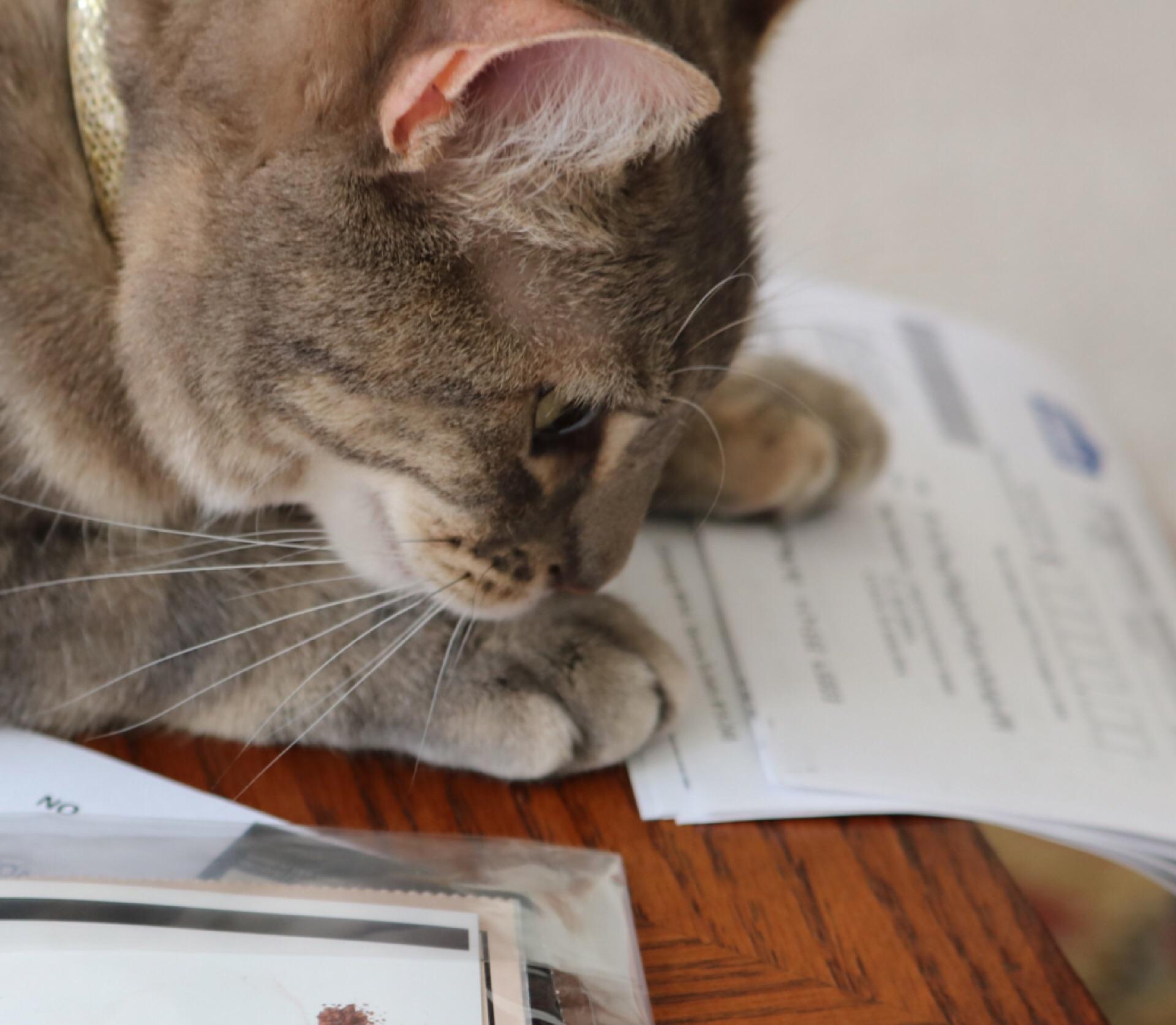 "You have to read the fine print, hooman!" r/funny