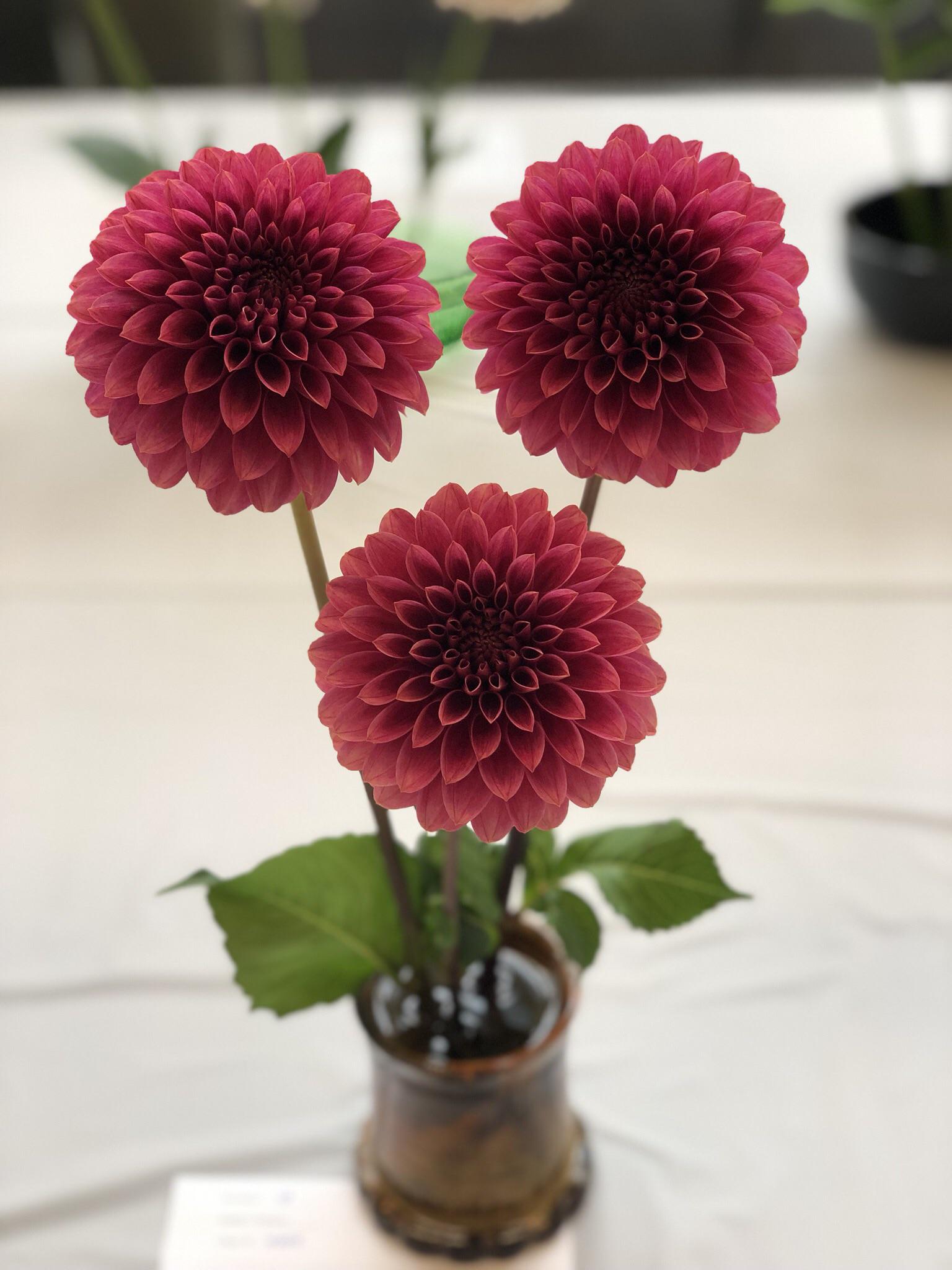 My favorite from the Dahlia Show this weekend. Does anyone else find