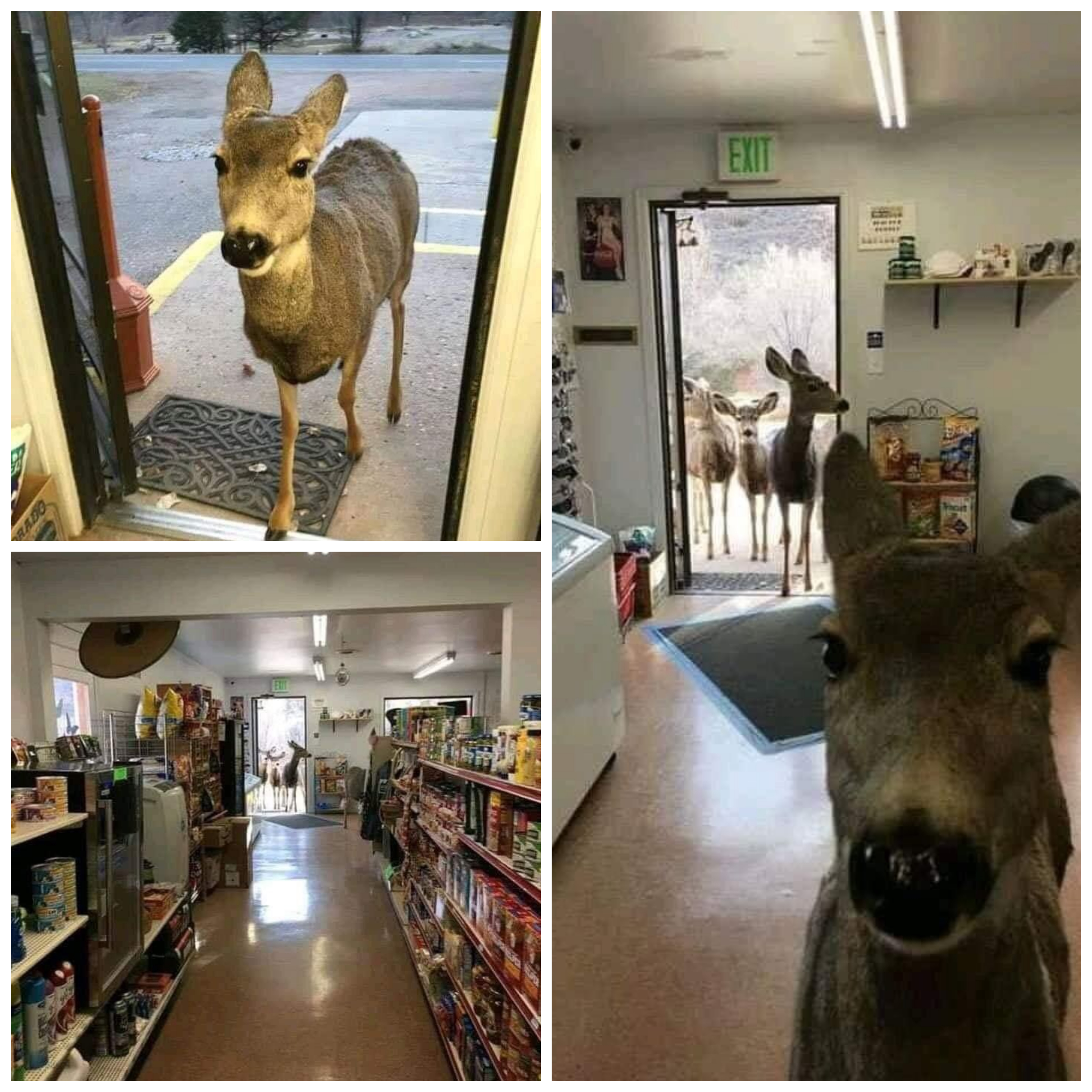 A deer entered a Colorado store. The store owner gave him some
