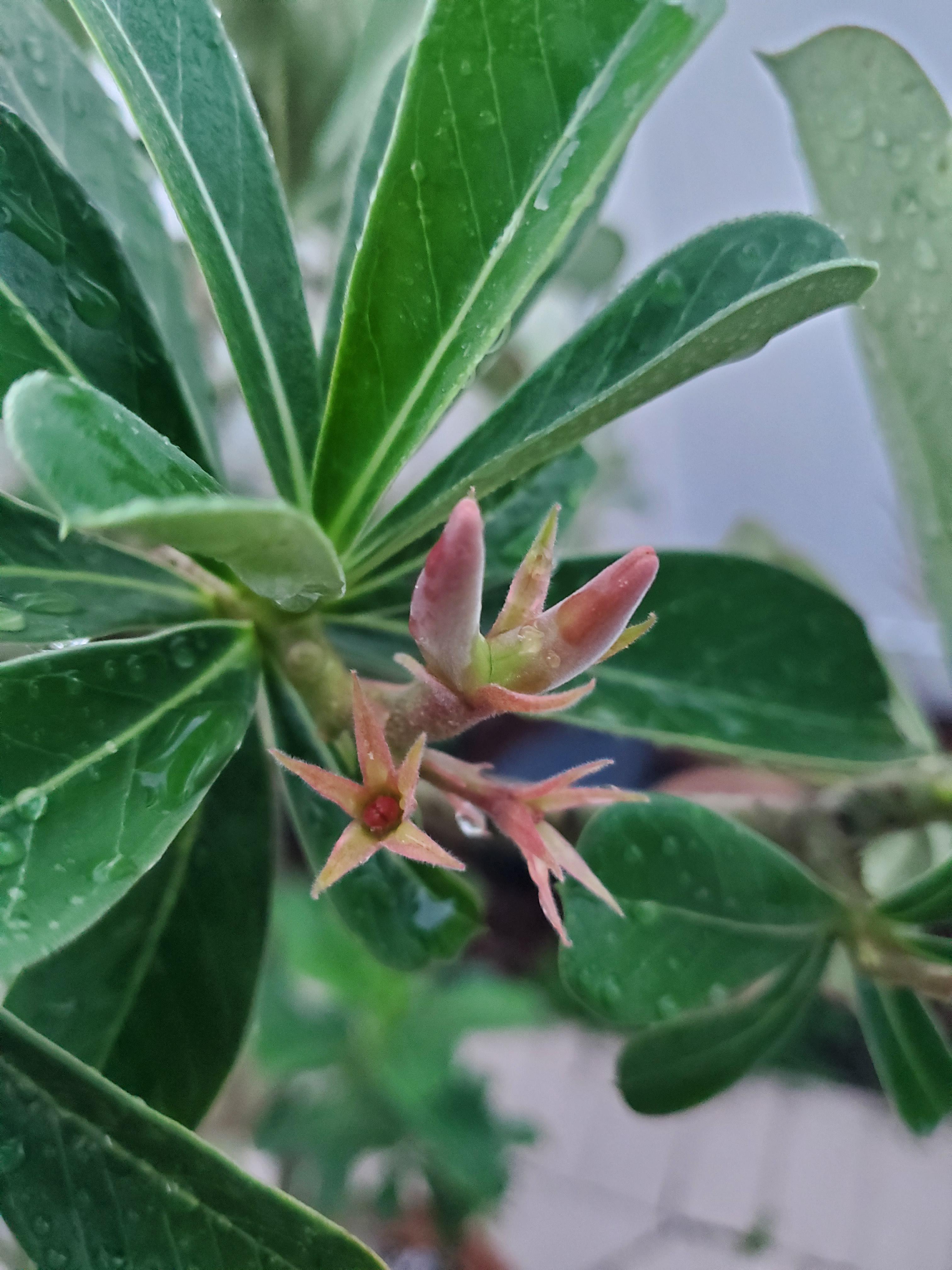 Should I water desert rose if my moisture meter display 0? Adenium