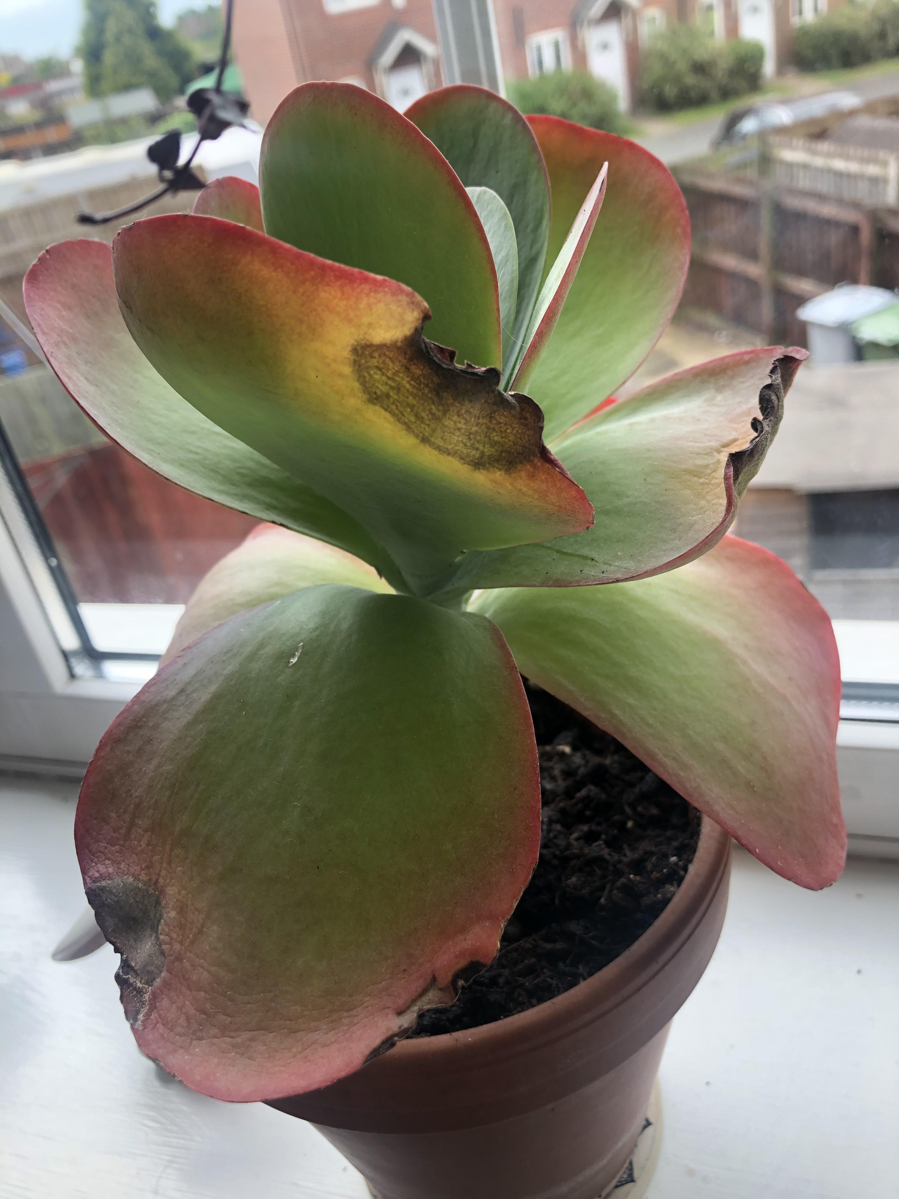 My Kalanchoe is turning brown and crispy. Can anyone help? r/plantclinic