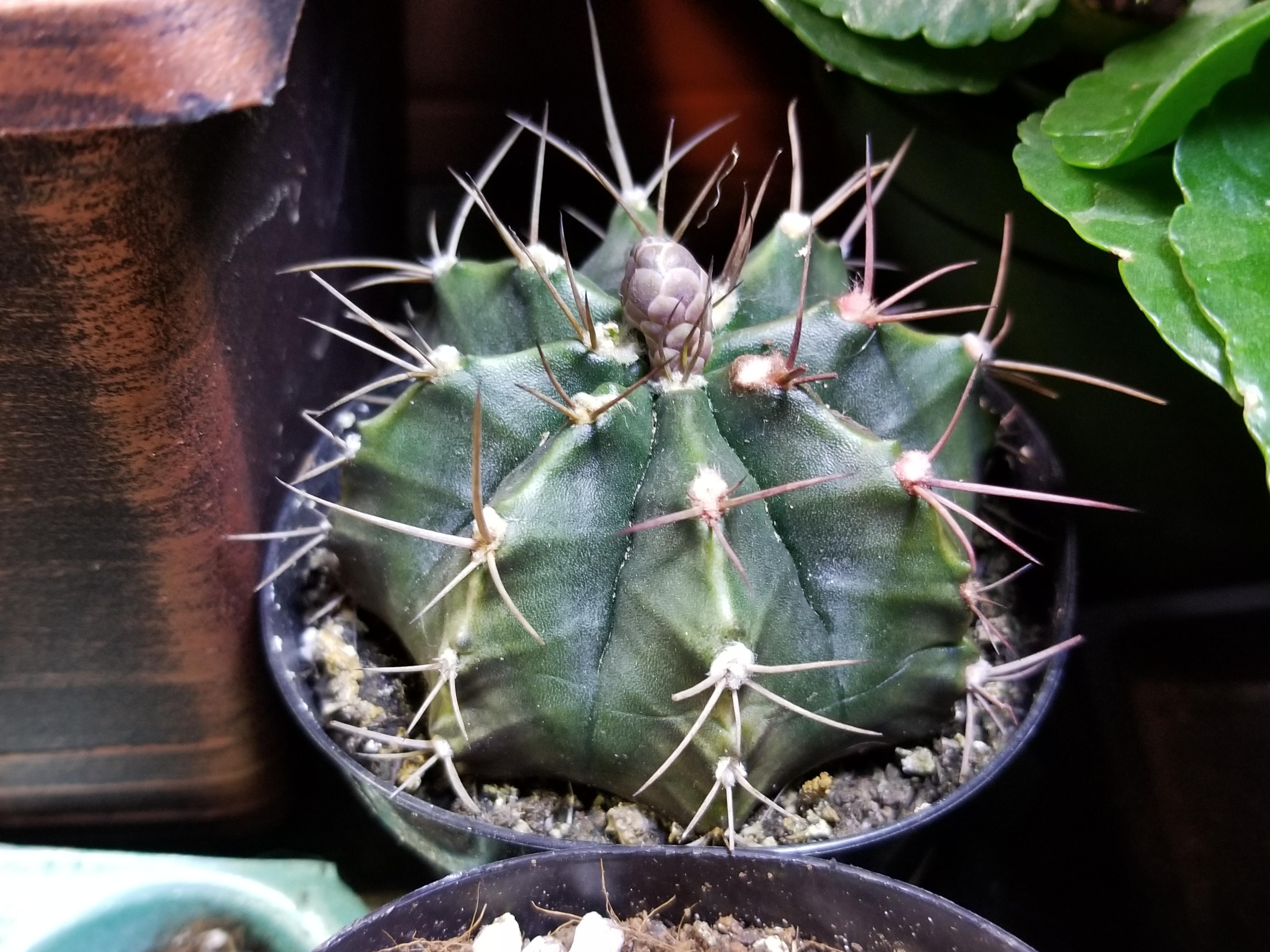 A month ago I saw this gymno pushing those ugly fake flowers out of the