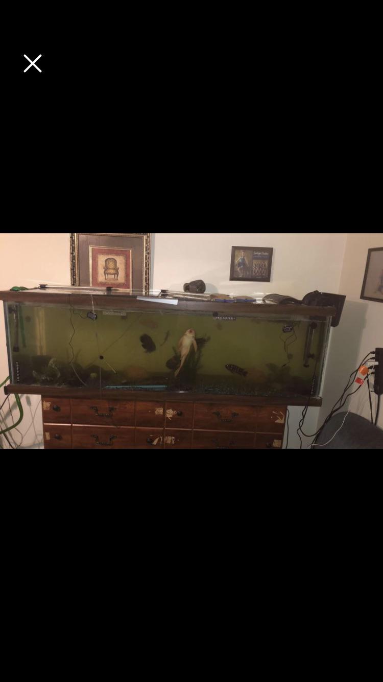 125 gallon I found on FB marketplace..how is that dresser still intact