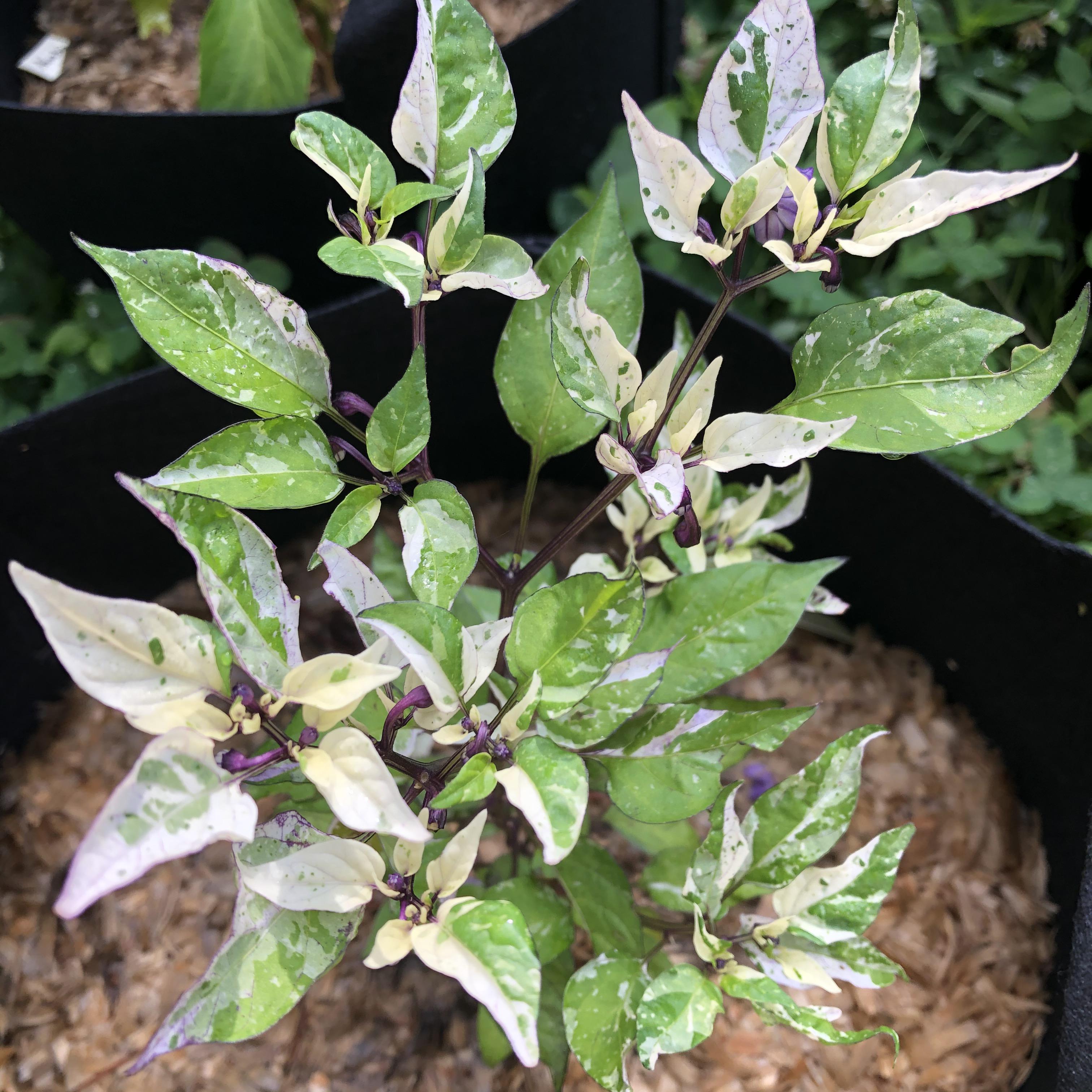 Variegation on my Jigsaw pepper is r/HotPeppers