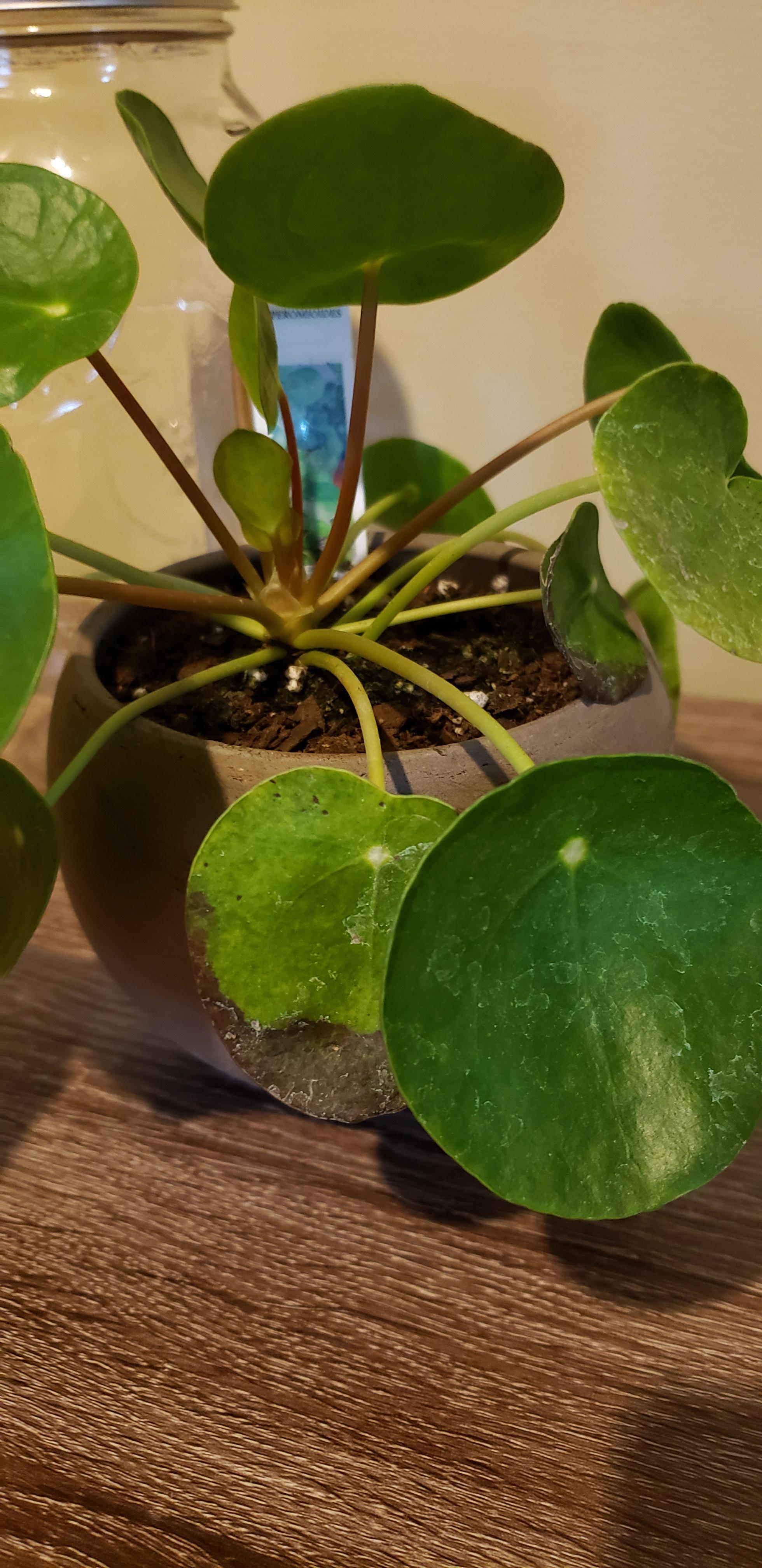 Why are my Chinese Money Plant's leaves turning black? Help! r