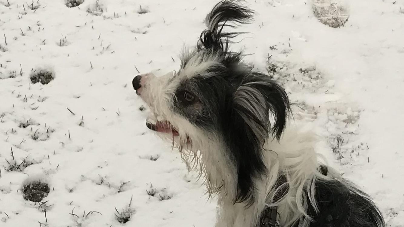 My dog turned its head during a panoramic picture